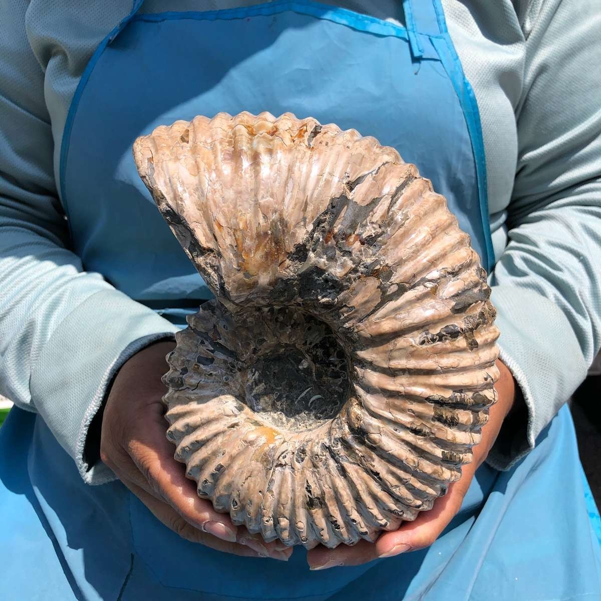 6.84LB Natural Beautiful Ammonite Fossil Conch Crystal Specimen Healing 5393