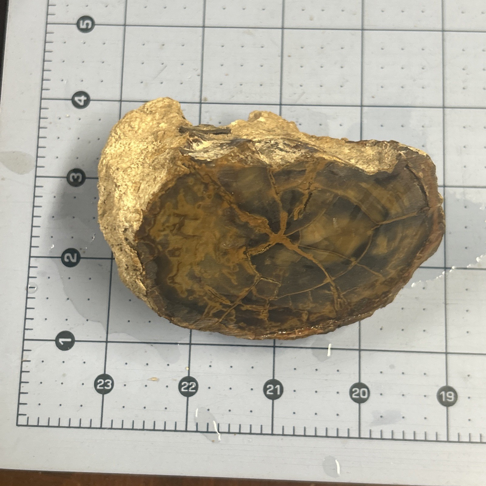 Unknown Petrified Wood End Cut. Total 11 Oz. Gorgeous Color
