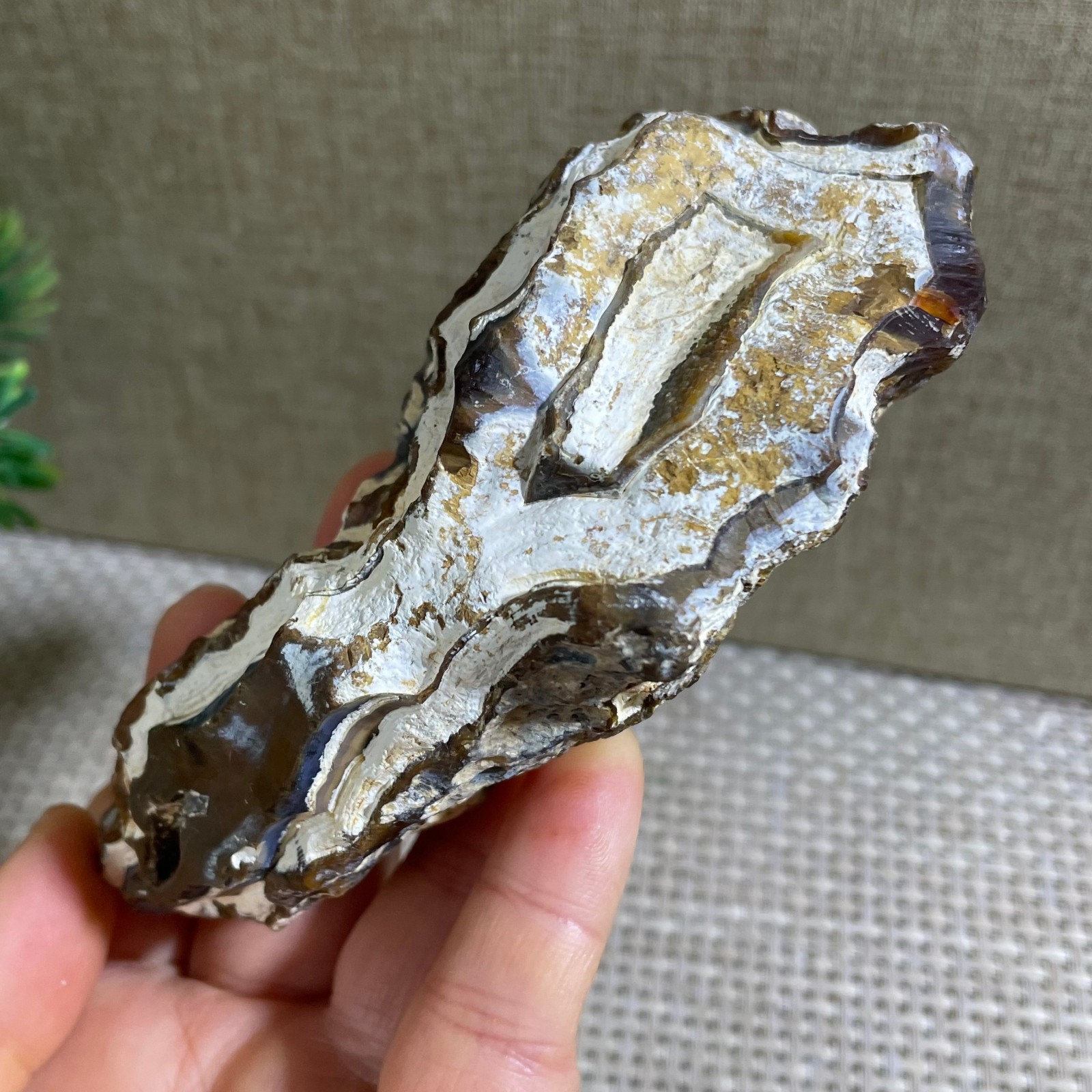 Bonsai Suiseki- Gobi Agate Eyes Stone-Rare Stunning Viewing 286g g710