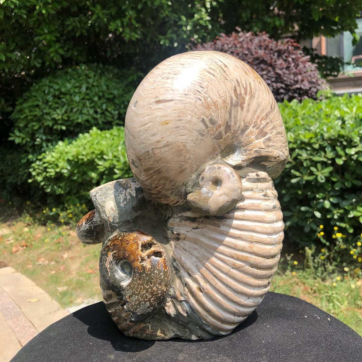 17.11LB Natural Beautiful Ammonite Fossil Conch Crystal Specimen Healing 5118
