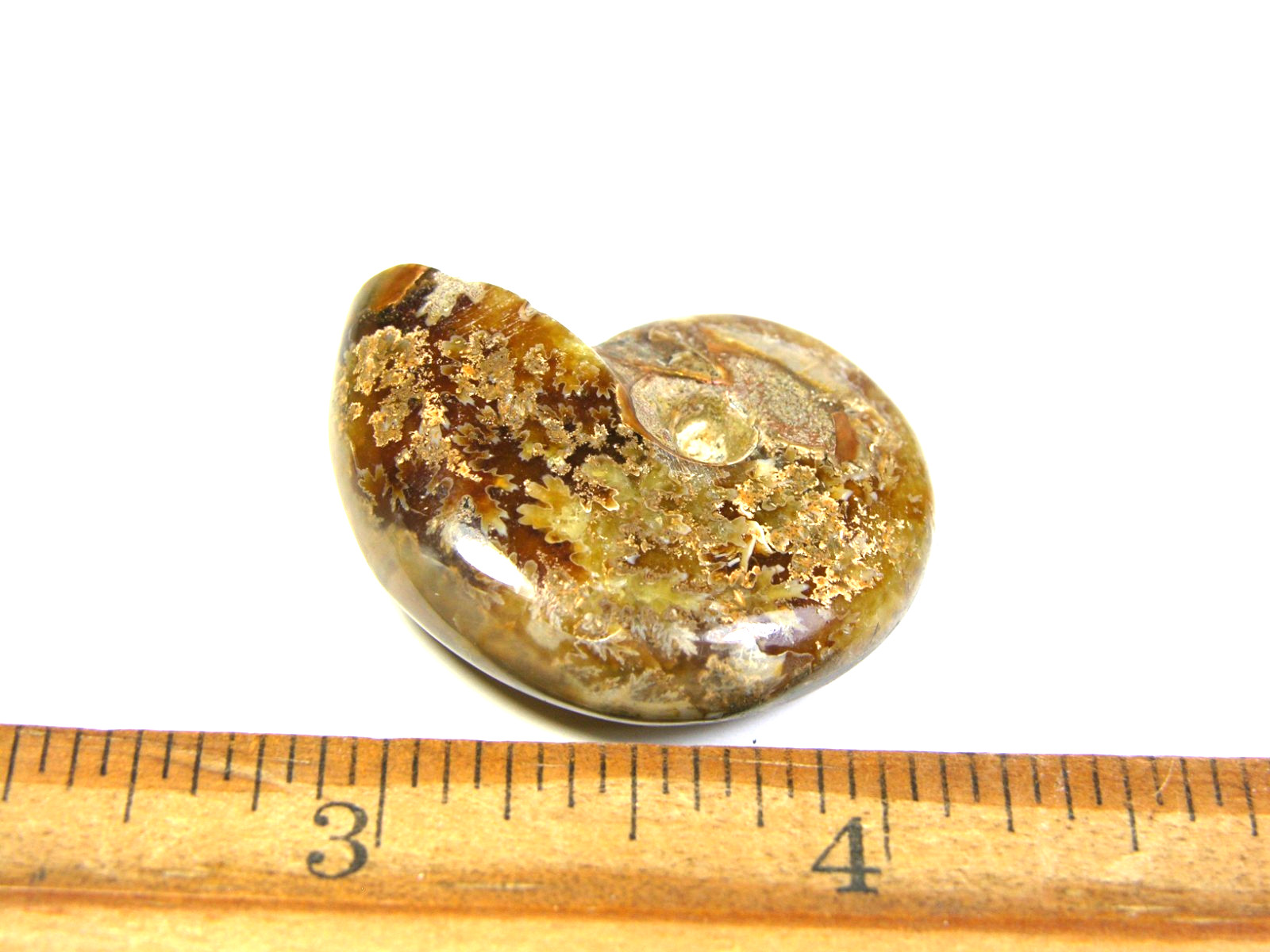 Ammonite fossil polished 1 1/2″ + showing suture lines Madagascar ms5