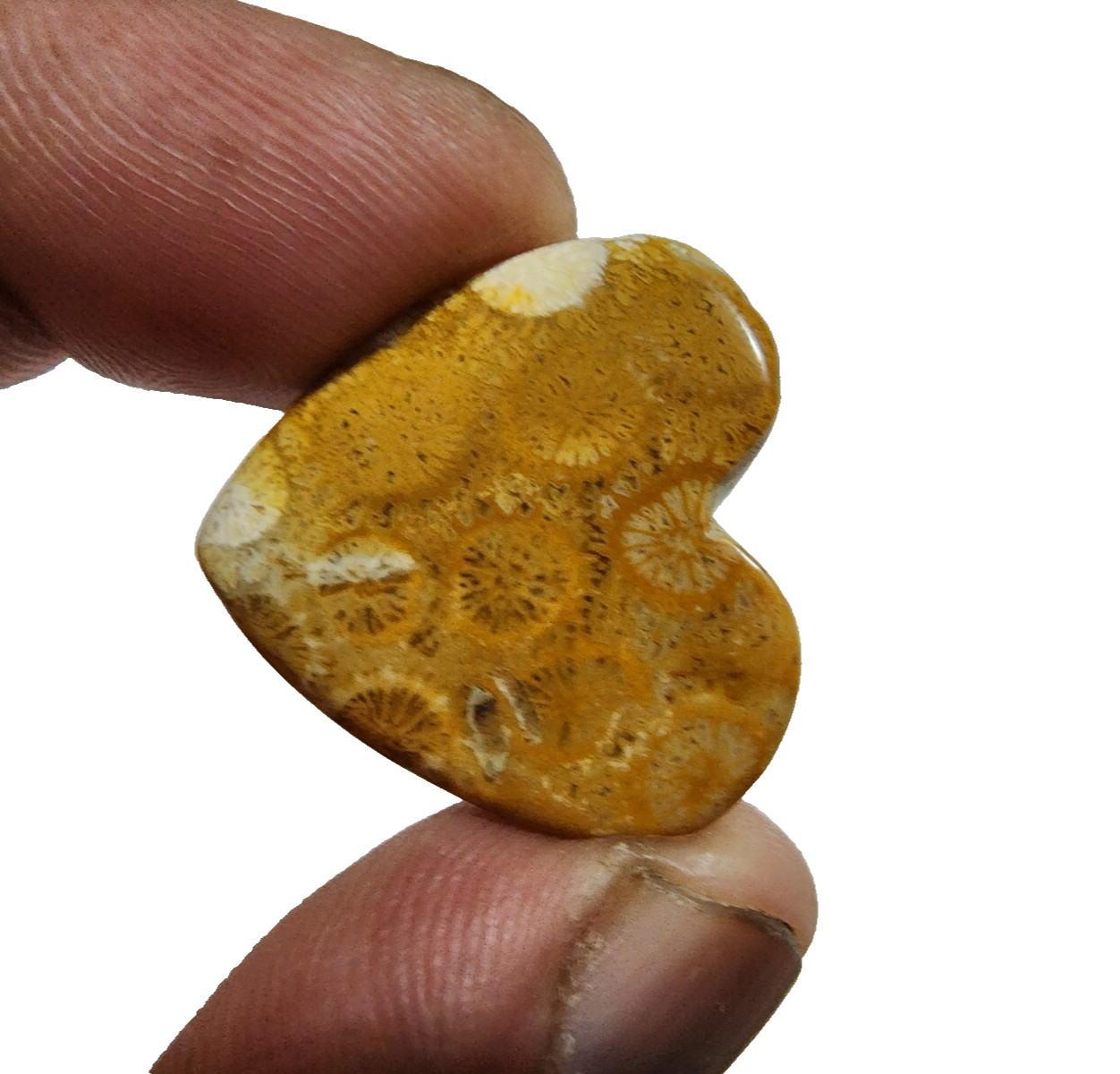 33 Crt Beautiful Yellow Fossil Coral Heart Shape Gemstone Cabochon For Jewelry