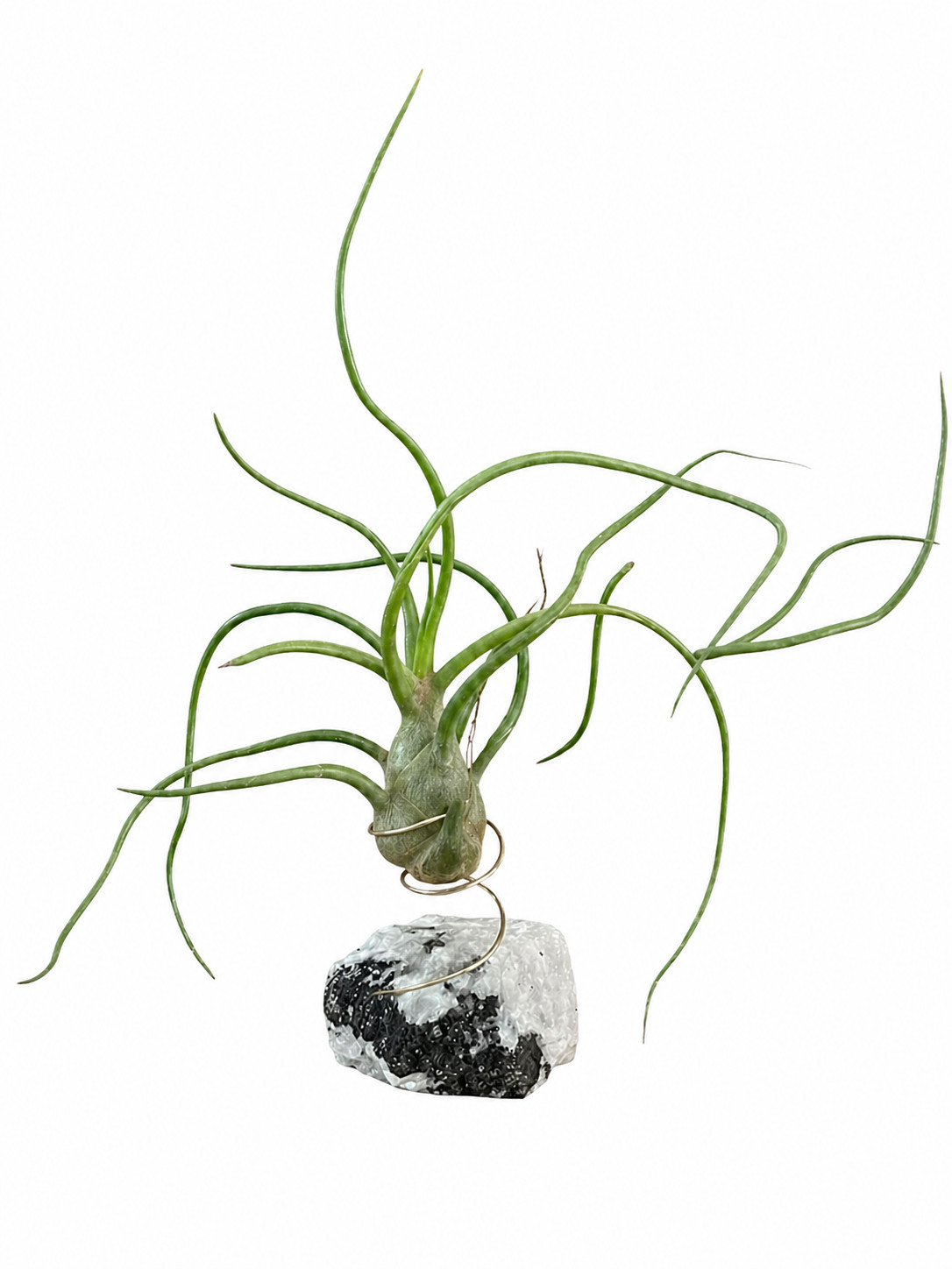 Air Plant Holder Geode Crystal w/ Bulbosa + Spray Bottle & Care Kit BOHO GIFT