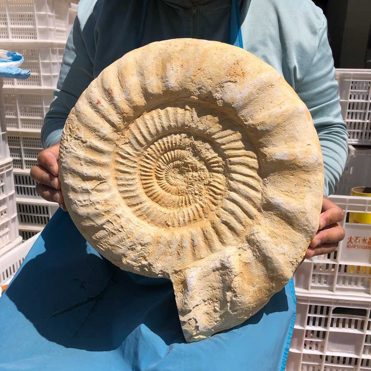 22.5LB Large Natural Beautiful Ammonite Fossil Conch Crystal Specimen Healing