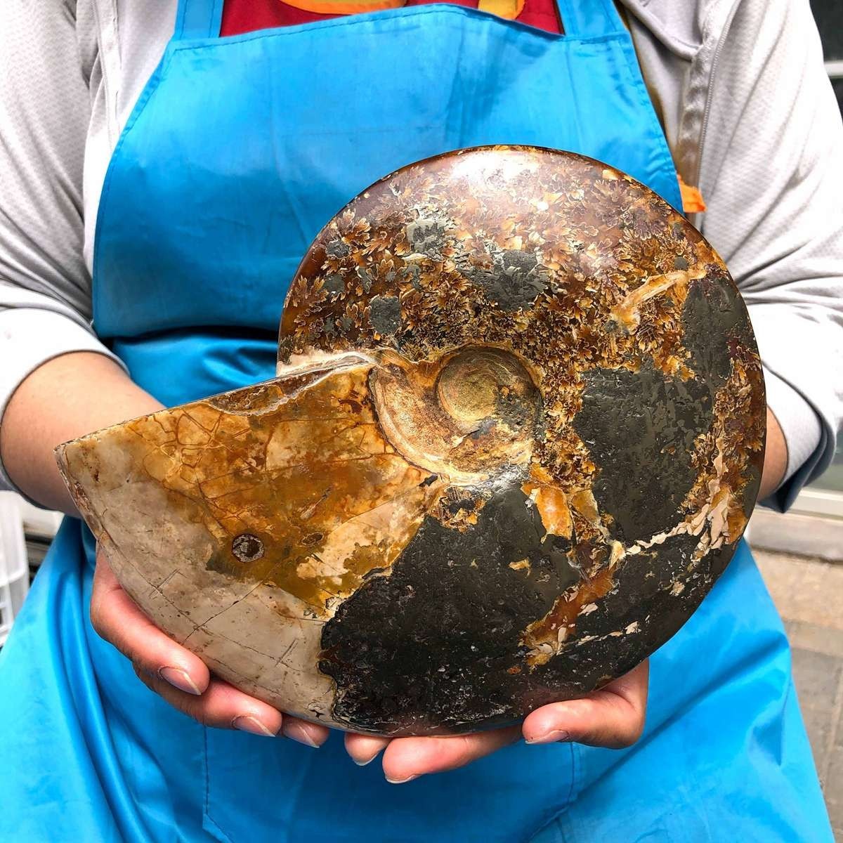 4.99LB Rare! Natural Tentacle Ammonite Specimen Healing Madagascar