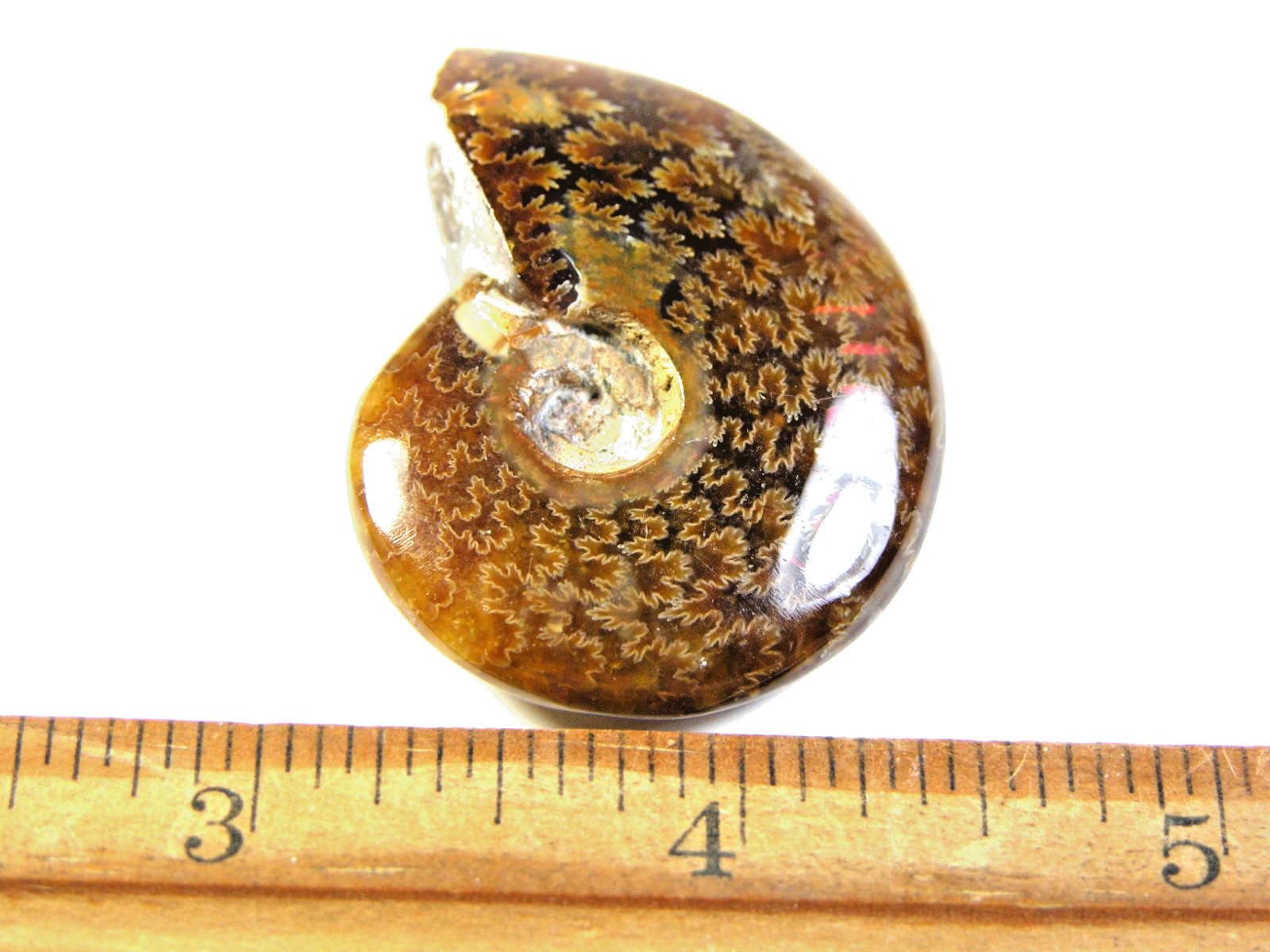 Ammonite fossil polished 1 1/2″ + showing suture &fire Madagascar ms47
