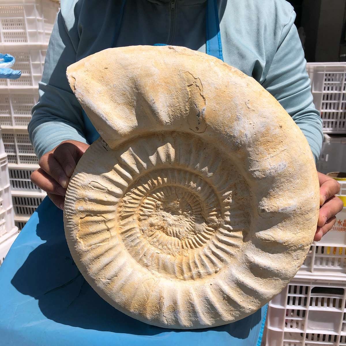 22.5LB Large Natural Beautiful Ammonite Fossil Conch Crystal Specimen Healing