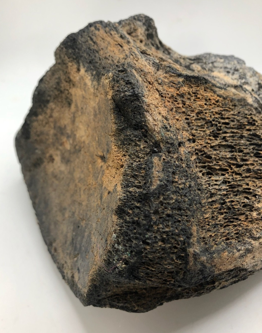 Florida Fossil” Prehistoric Bone of a Mastodon Shell Pit Find in Bradenton, FL