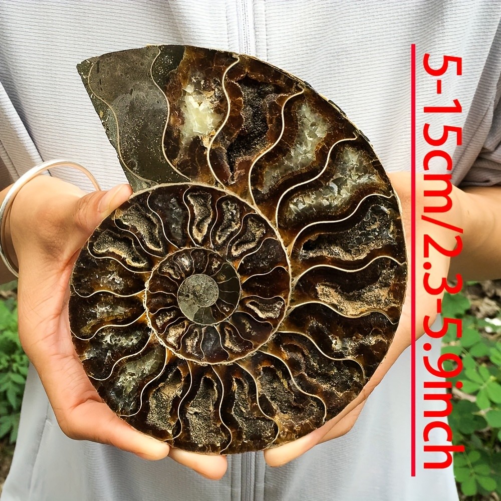 Rare Ammonite Spiral Fossil Shell Conch Mineral Specimen Healing Decor Gift