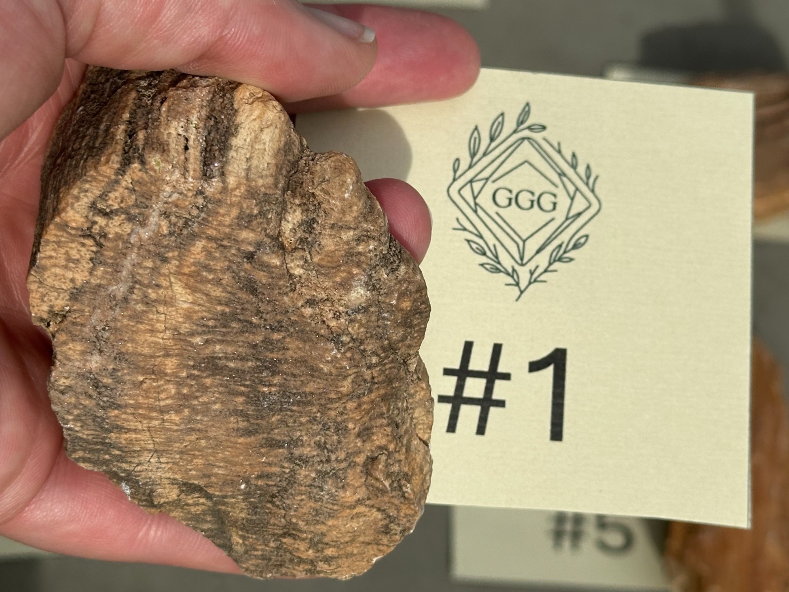 Petrified Wood with Subtle Druzy Quartz, Natural Fossil Stone Sparkle, Batch 6
