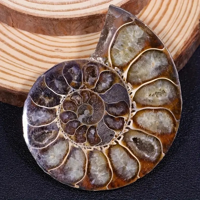 0.4LB 4” Natural Good Pattern Ammonite Fossil Polished Home Office Collection