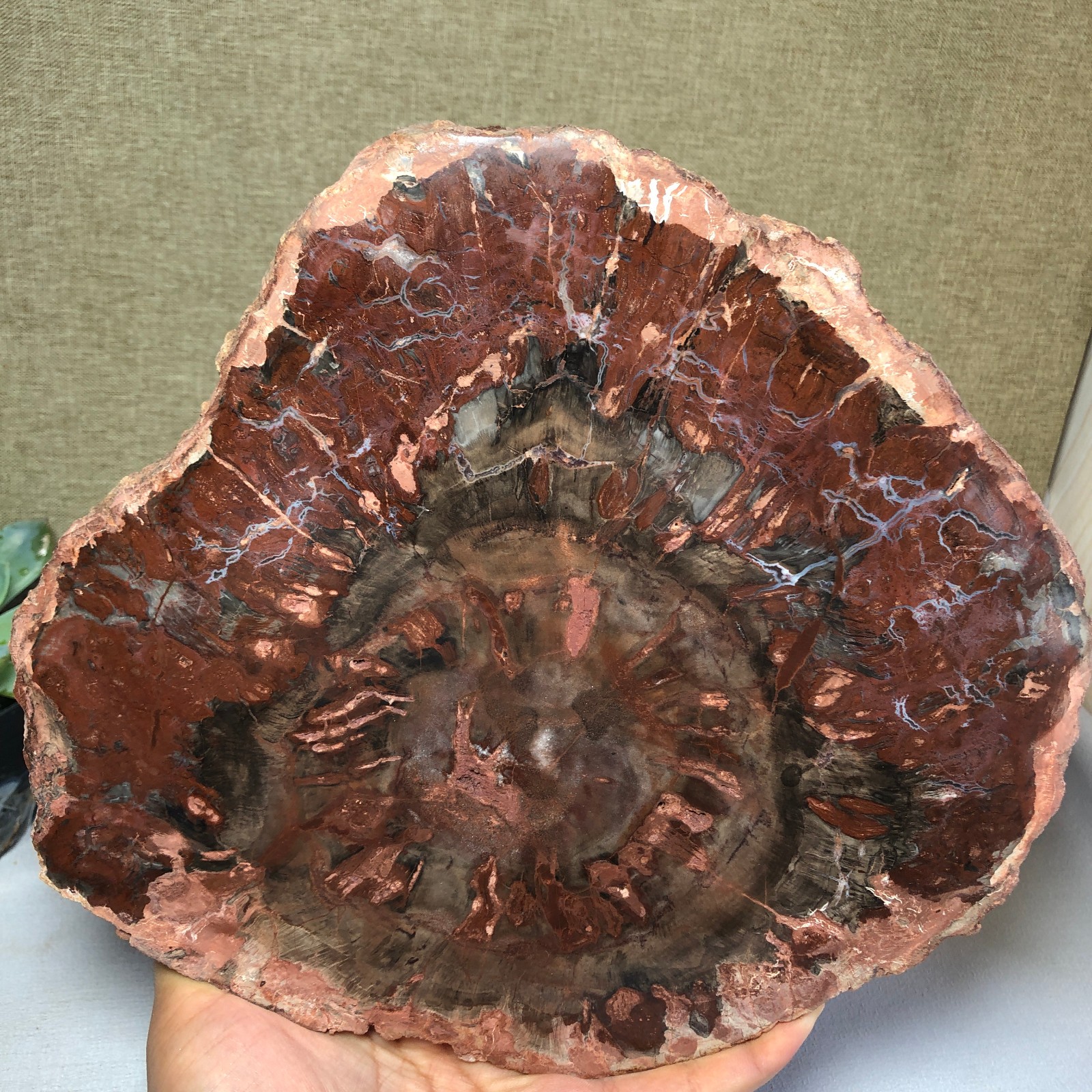 1.58kg natural Beautiful Petrified Wood Crystal mineral Slice Specimens g7689