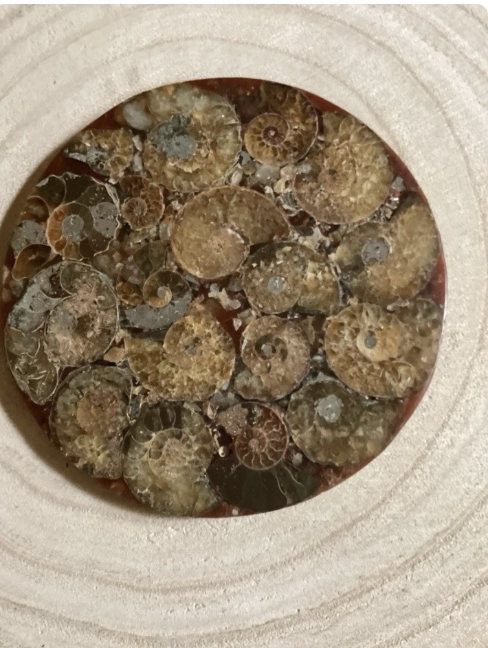 Authentic Ammonite Fossil Disc: Ammonite Crystal, Third Eye Chakra, Crown Chakra