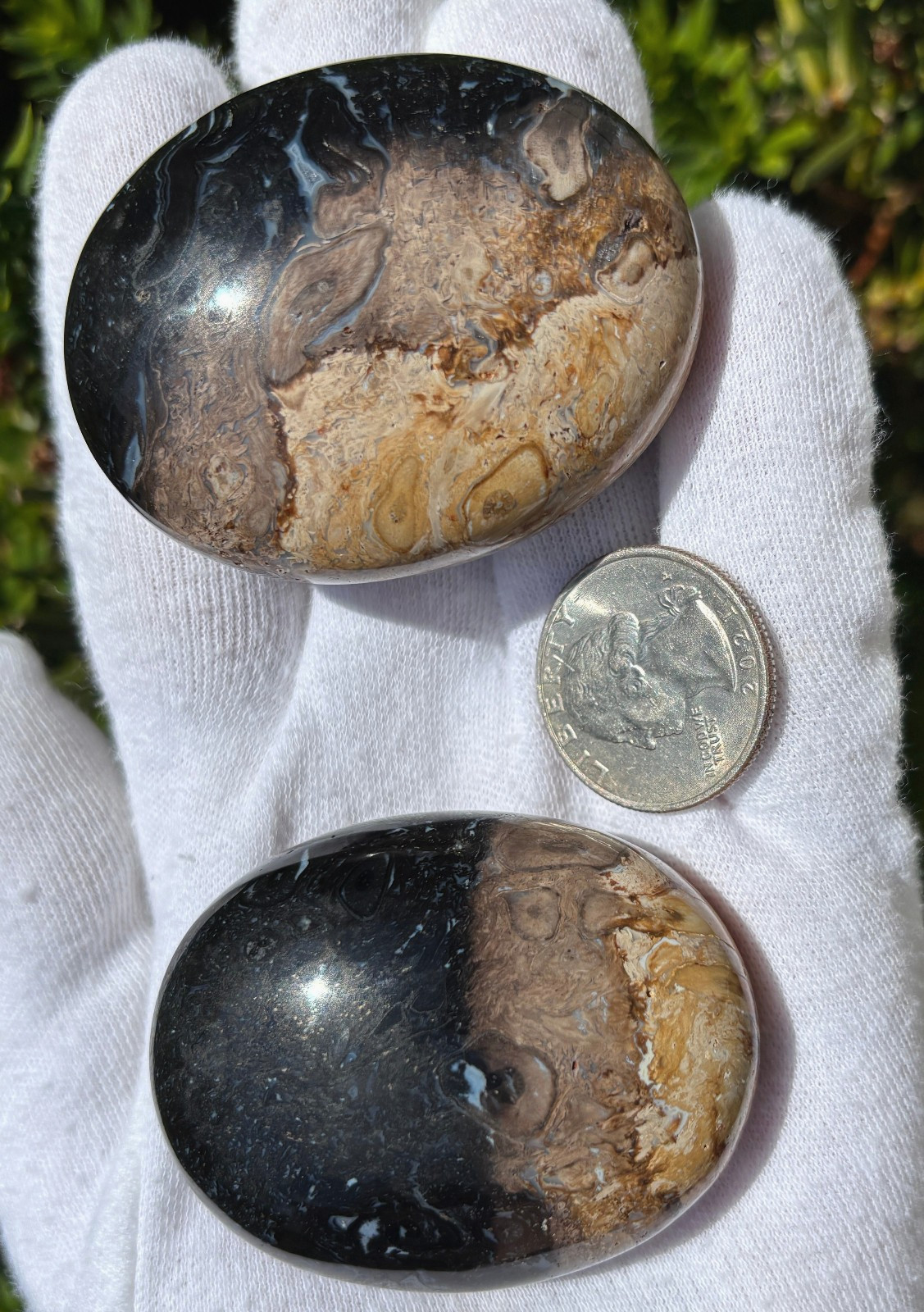 SEE VIDEO 163g LOT 2 PALM ROOT PALMSTONES PALM STONES PALM STONE PETRIFIED WOOD