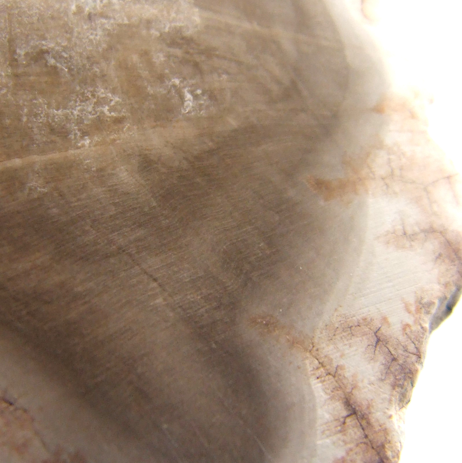 Fossil Petrified Wood Slice Madagascar Polished 5cm x 3.5cm 17g