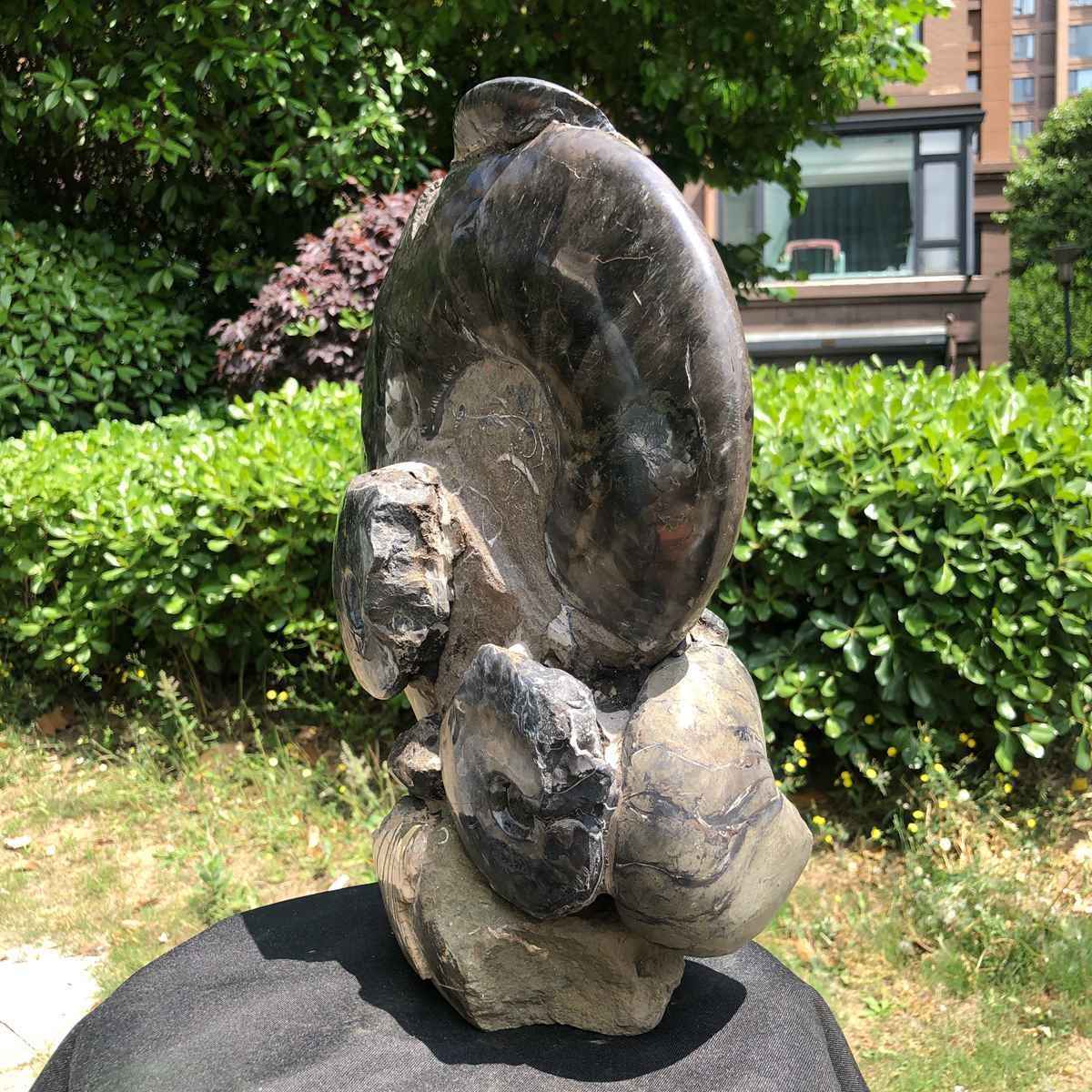 23.4LB Natural Beautiful Ammonite Fossil Conch Crystal Specimen Healing 5121