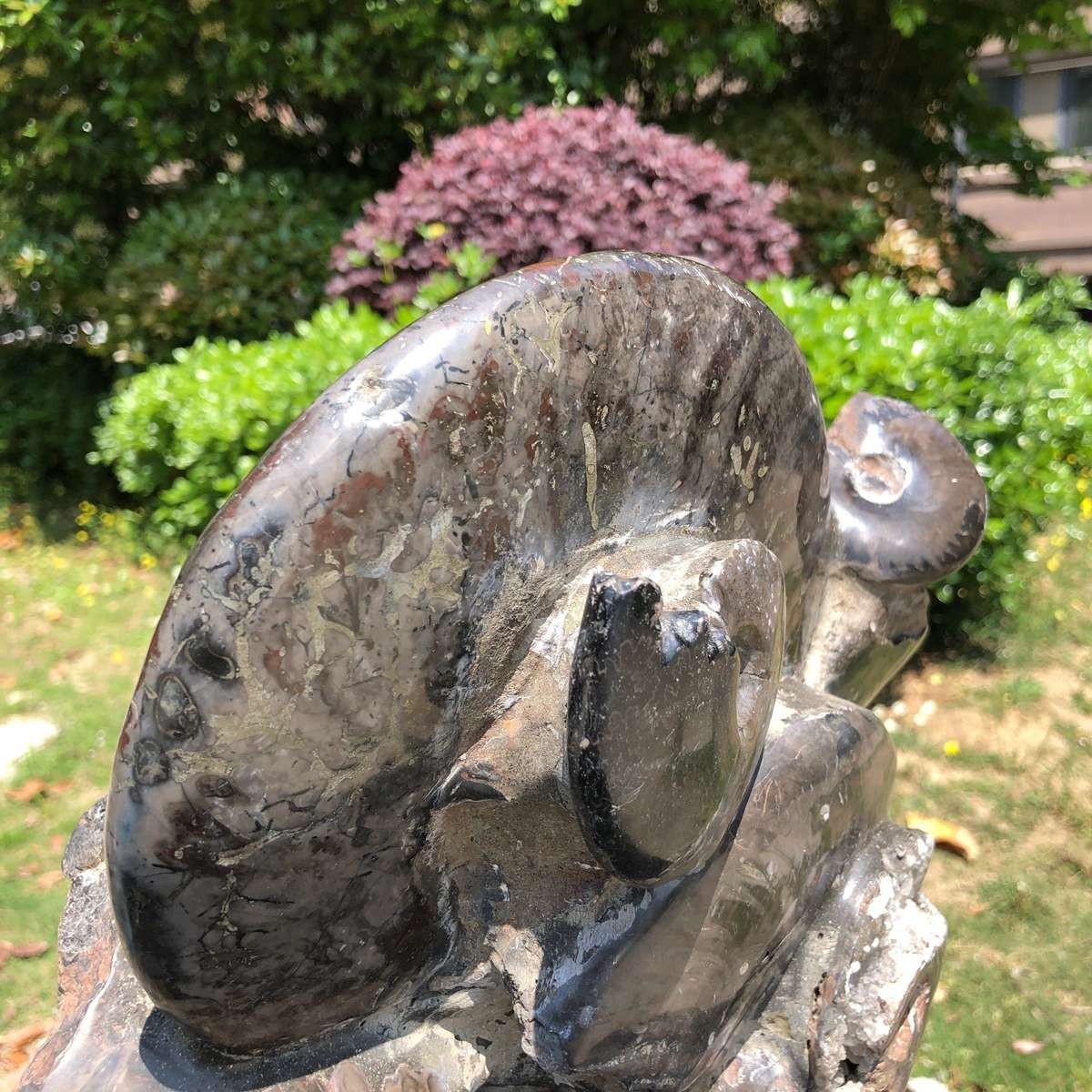 18.15LB Natural Beautiful Ammonite Fossil Conch Crystal Specimen Healing 5101