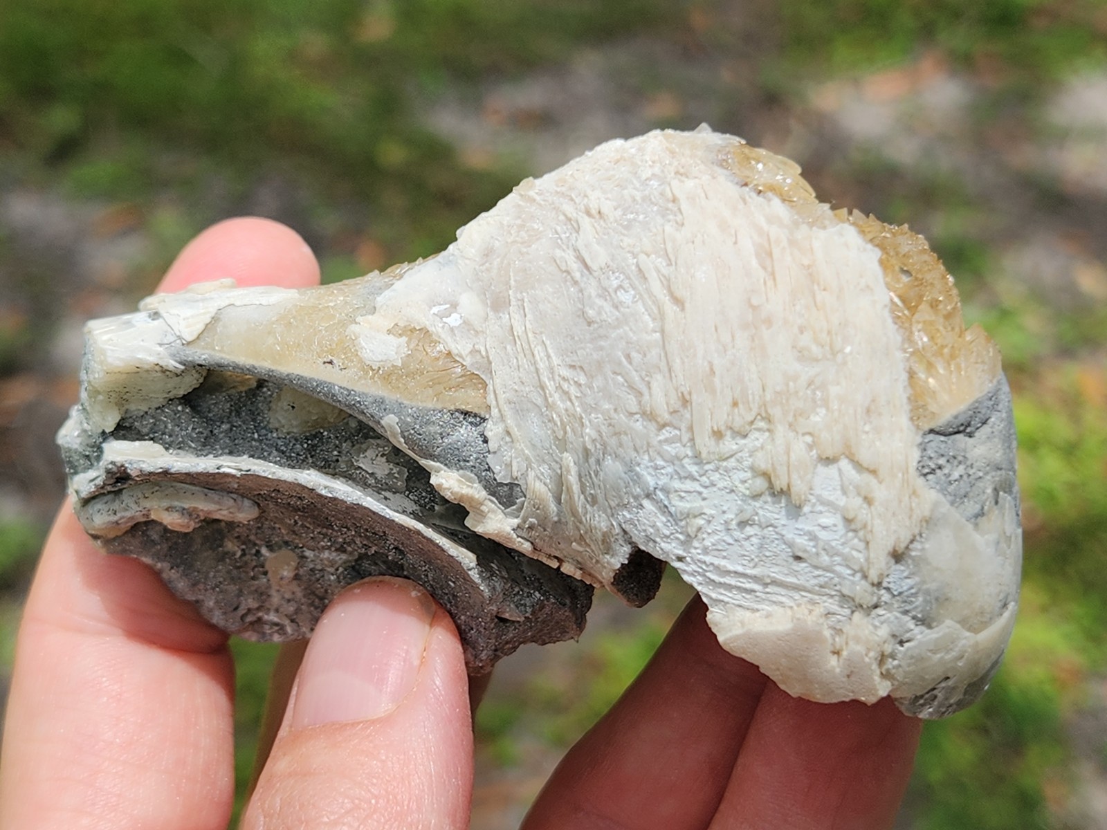 CALCITE CRYSTAL WHELK Shell Fossil Rucks Pit Florida dogtooth UV honey cluster