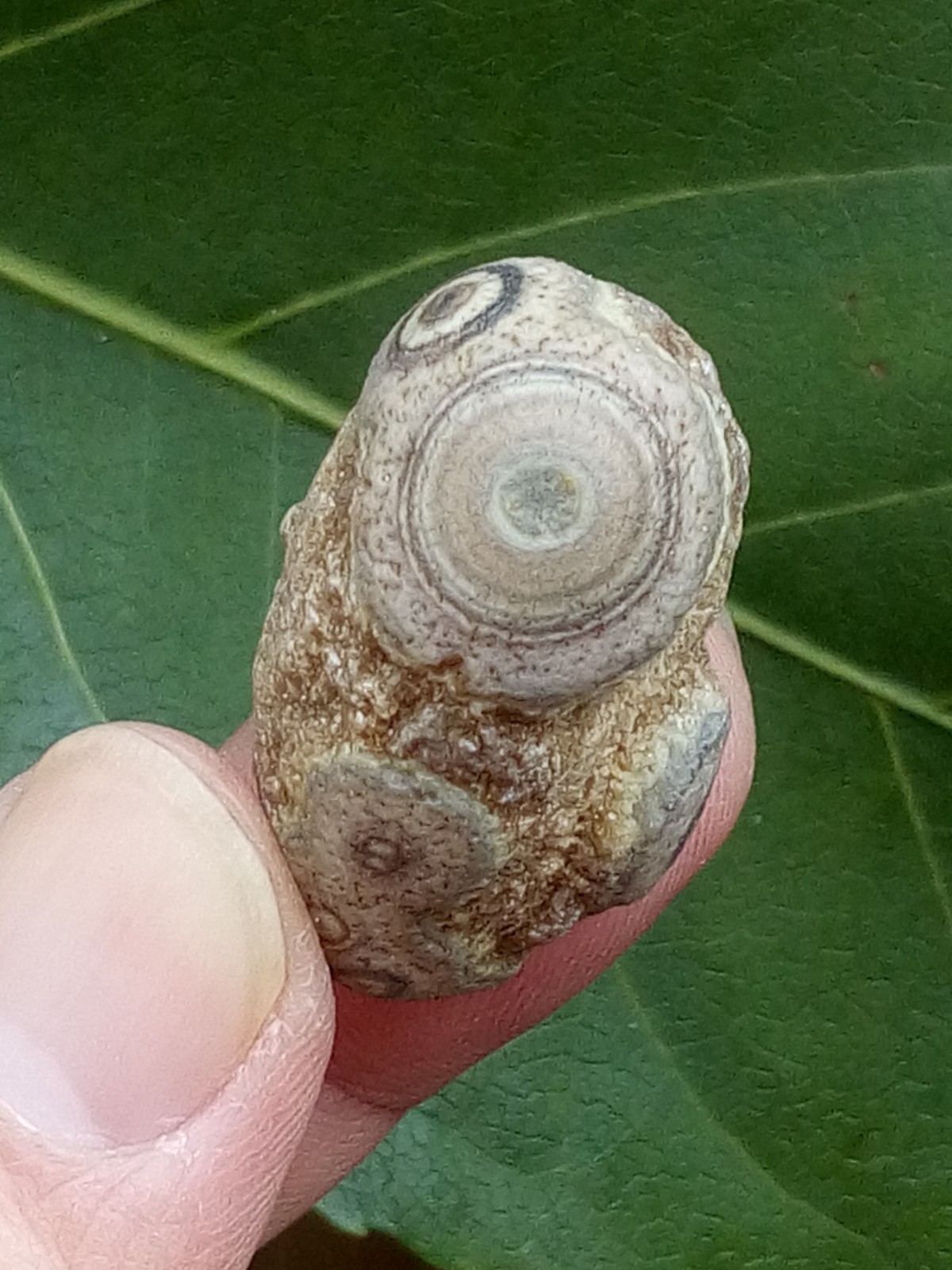 32mm Beautiful Natural agate Gobi agate eye agate stone collection