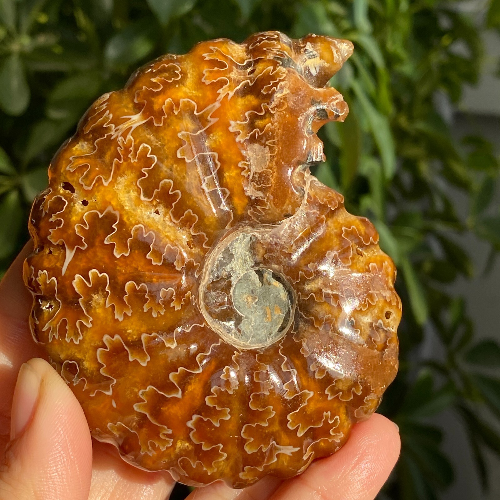 200g Top Natural Horn Screw Fossil Ammonite Conch Crystal Specimen Healing