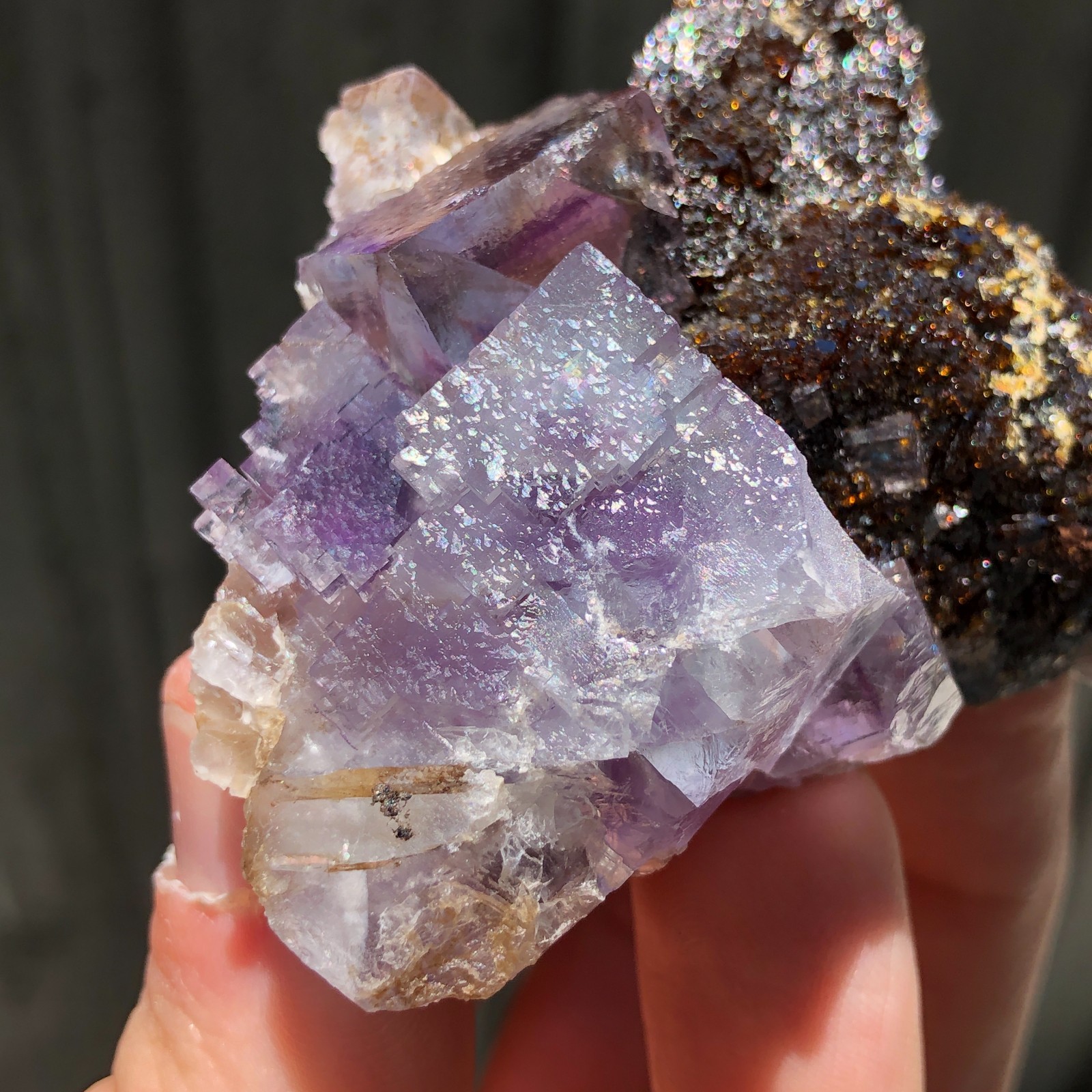 7.3cm Fluorite Crystals on Sphalerite from Minerva No. 1 Mine, Illinois, USA