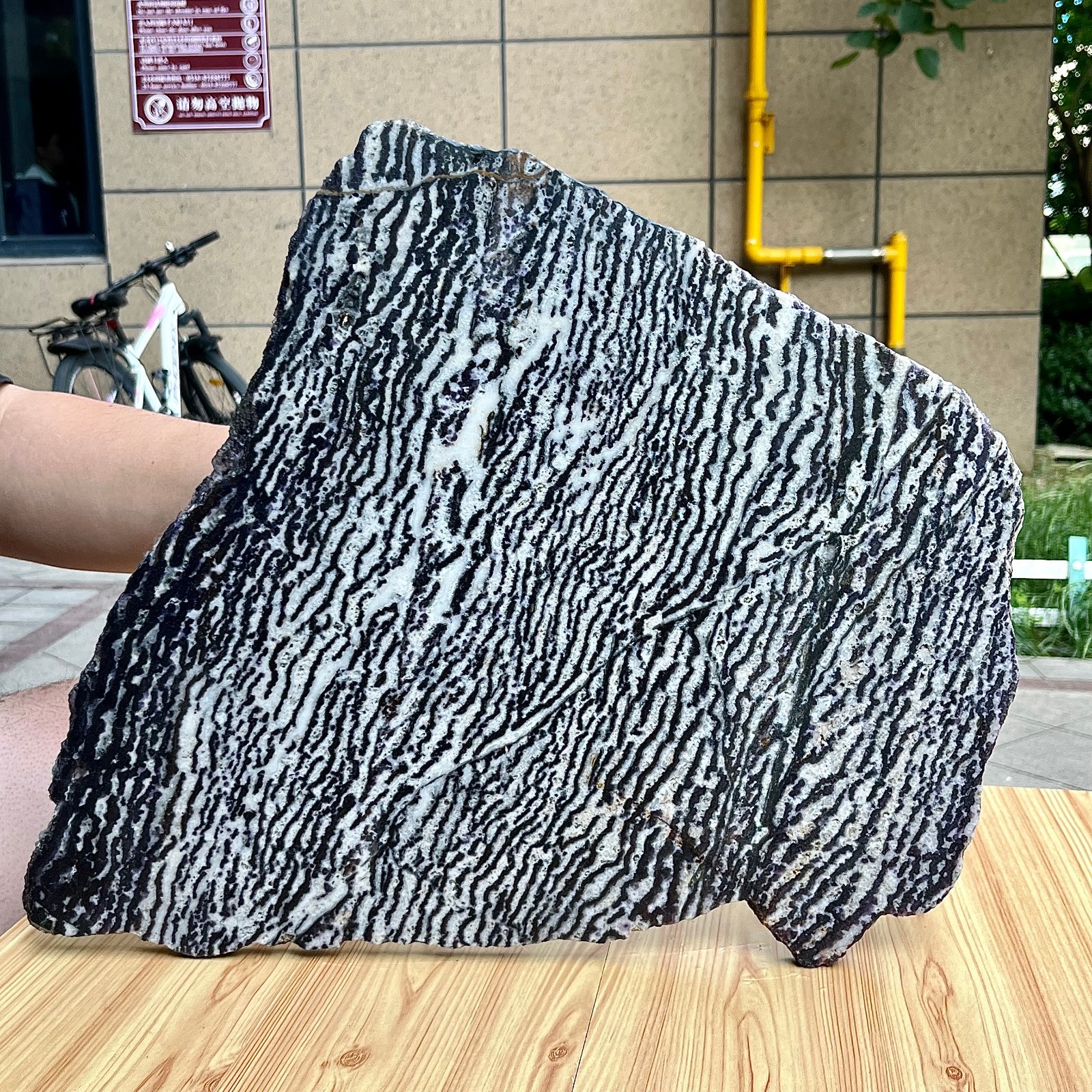 Zebra Stone Polished Slice Black White Stripe Mineral Specimen Display 9.9 lb