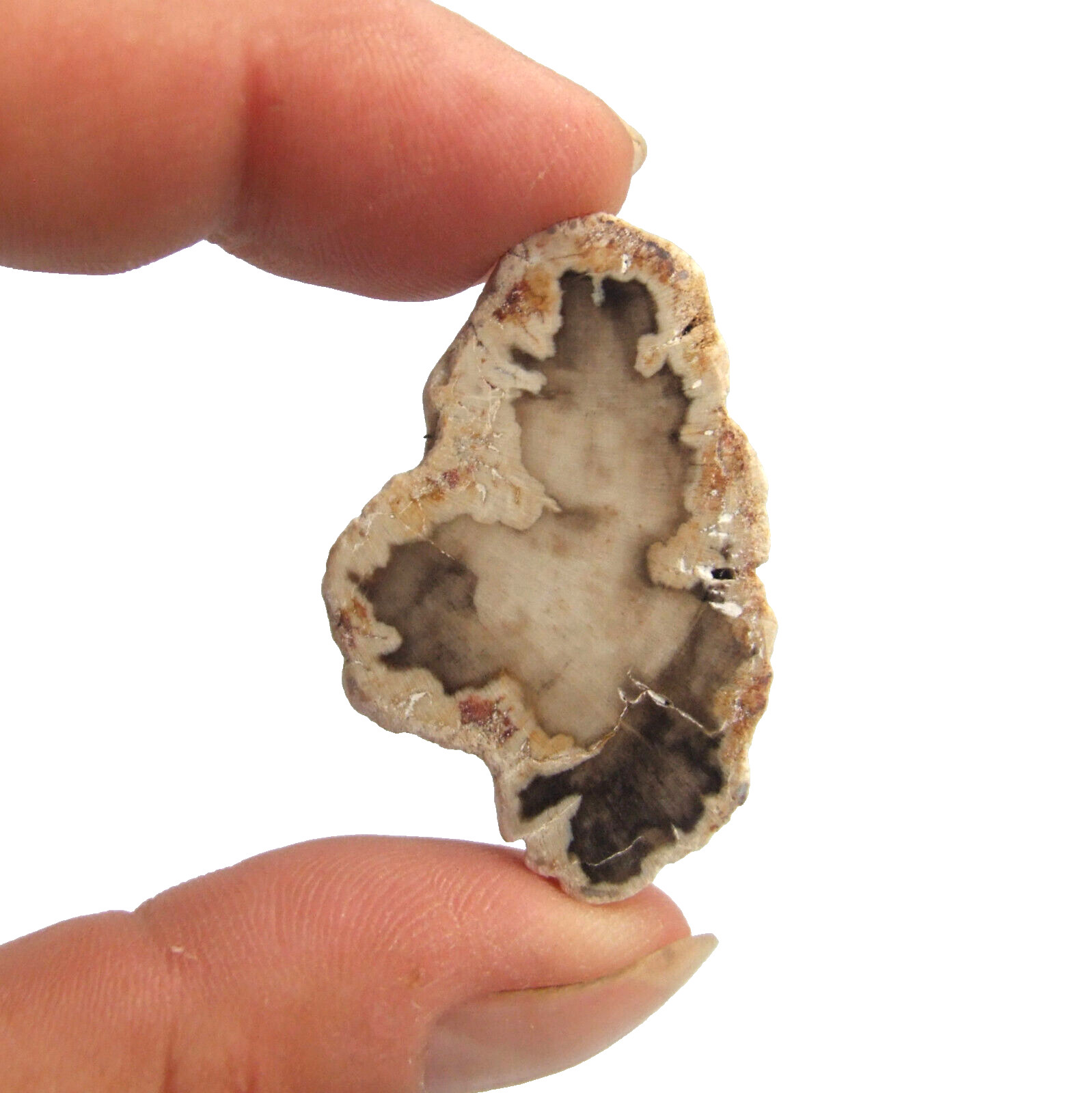 Fossil Petrified Wood Slice Madagascar Polished 3.5cm x 2.5cm 6g