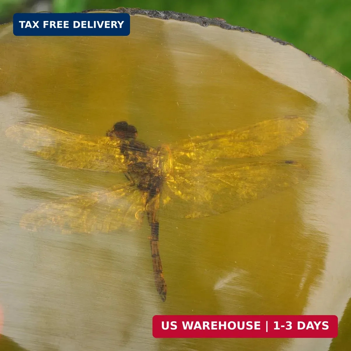 Garneck Amber Specimen Pendant with Insect Inside Unique Resin Ornament for Scie