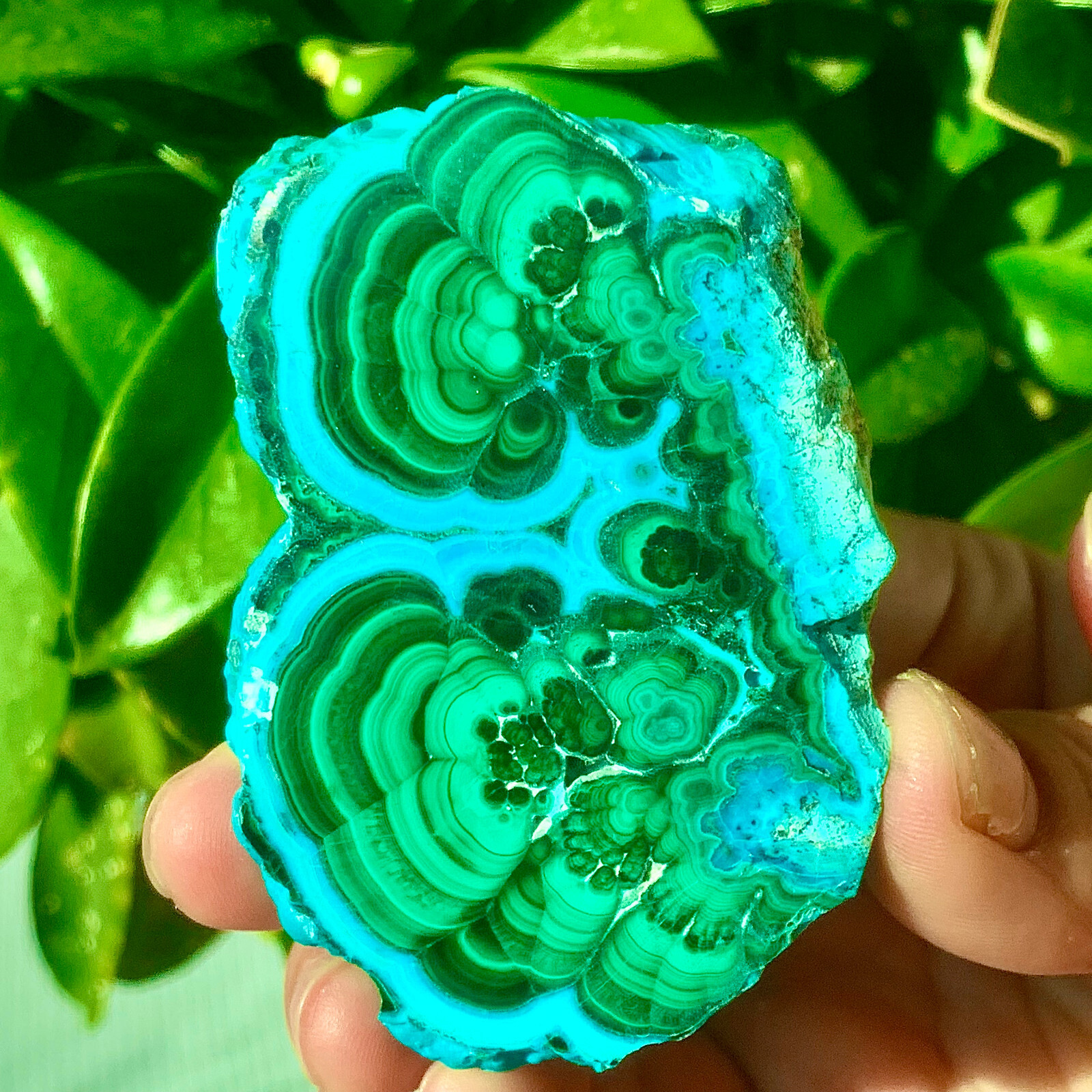 98G Natural tortoise Malachite transparent cluster rough mineral sample
