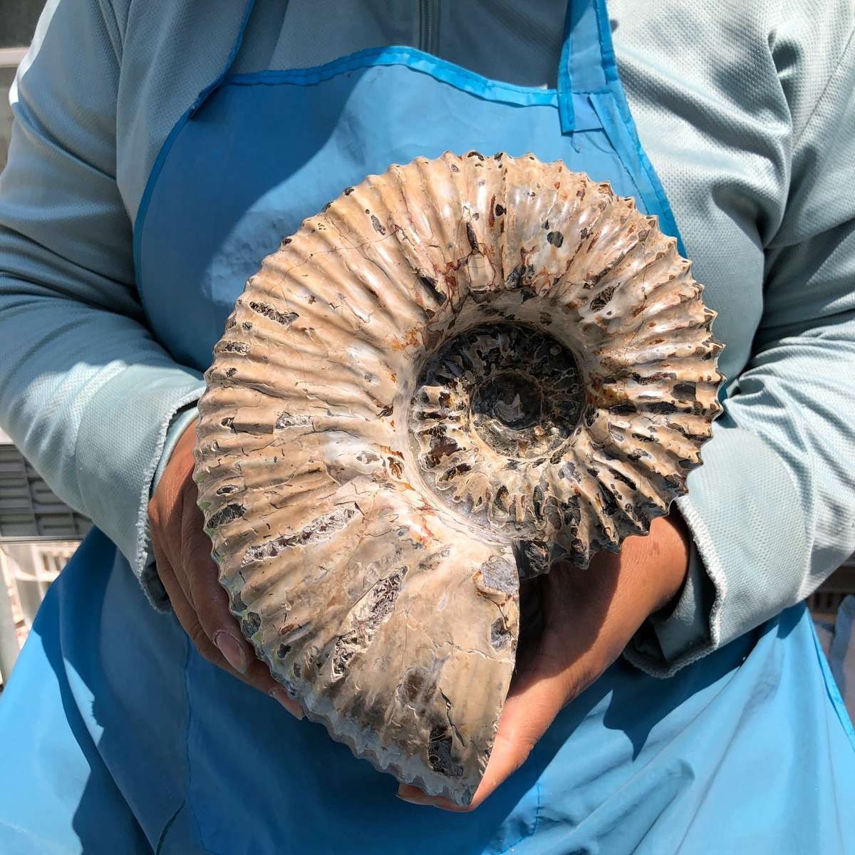 7.45LB Natural Beautiful Ammonite Fossil Conch Crystal Specimen Healing 5392
