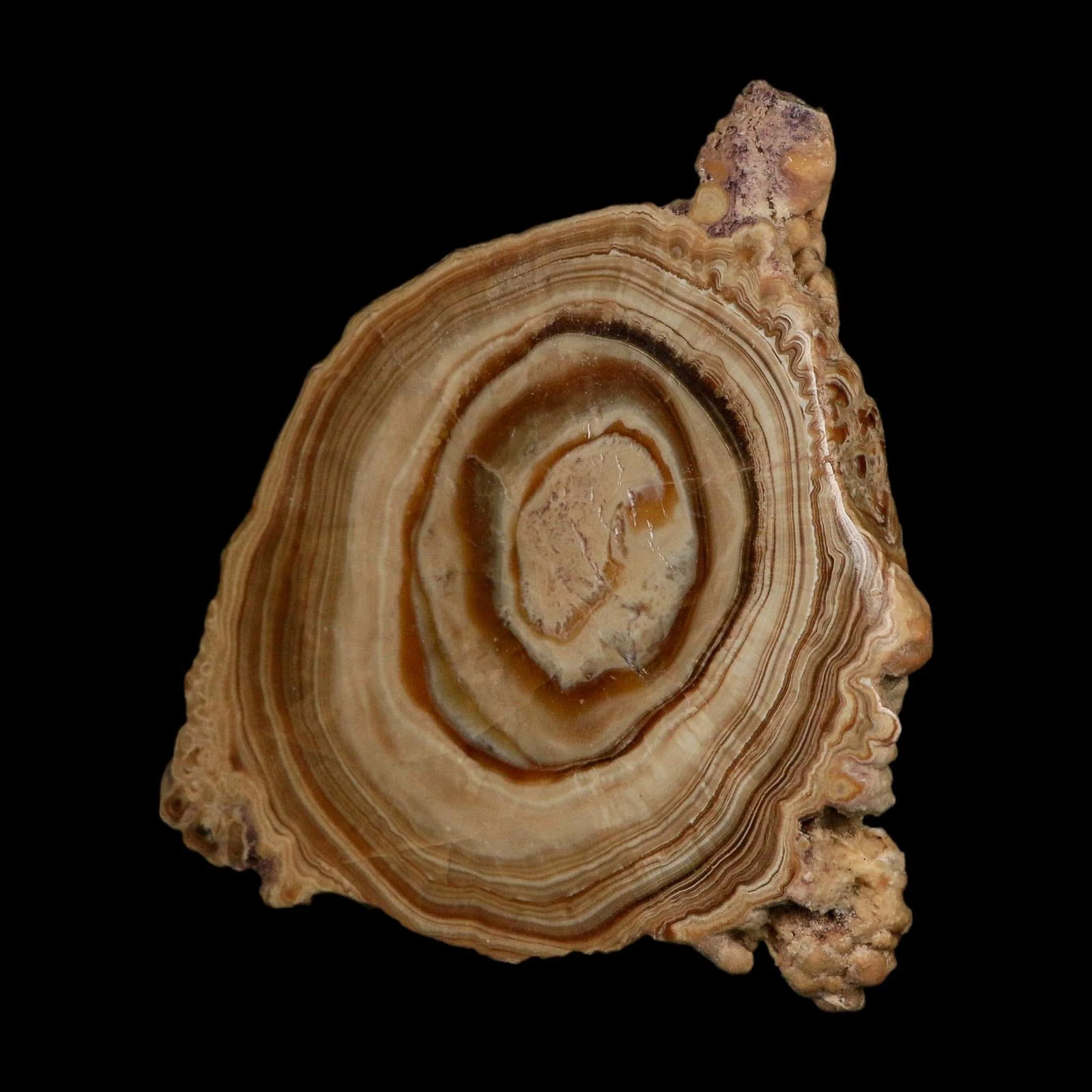 5.6″ Aragonite Stalactite Slice Cave Calcite Crystal Mineral Specimen Morocco