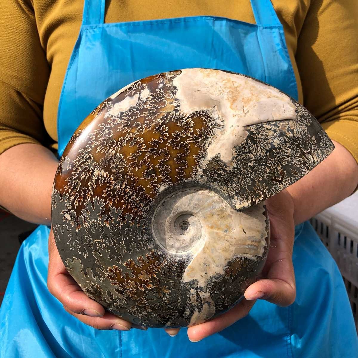 3.52LB Natural Beautiful Ammonite Fossil Conch Crystal Specimen Healing 4628