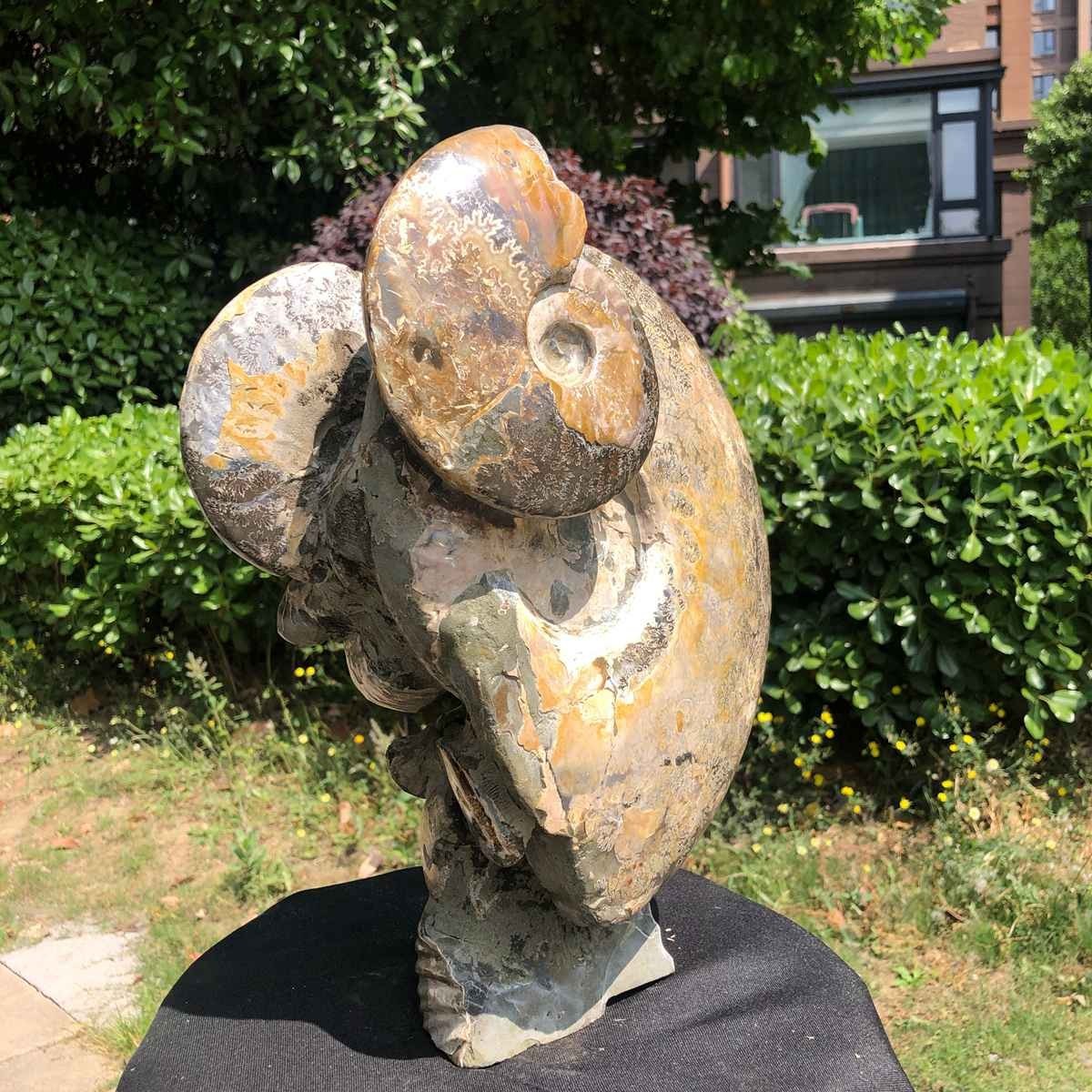 18.15LB Natural Beautiful Ammonite Fossil Conch Crystal Specimen Healing 5119