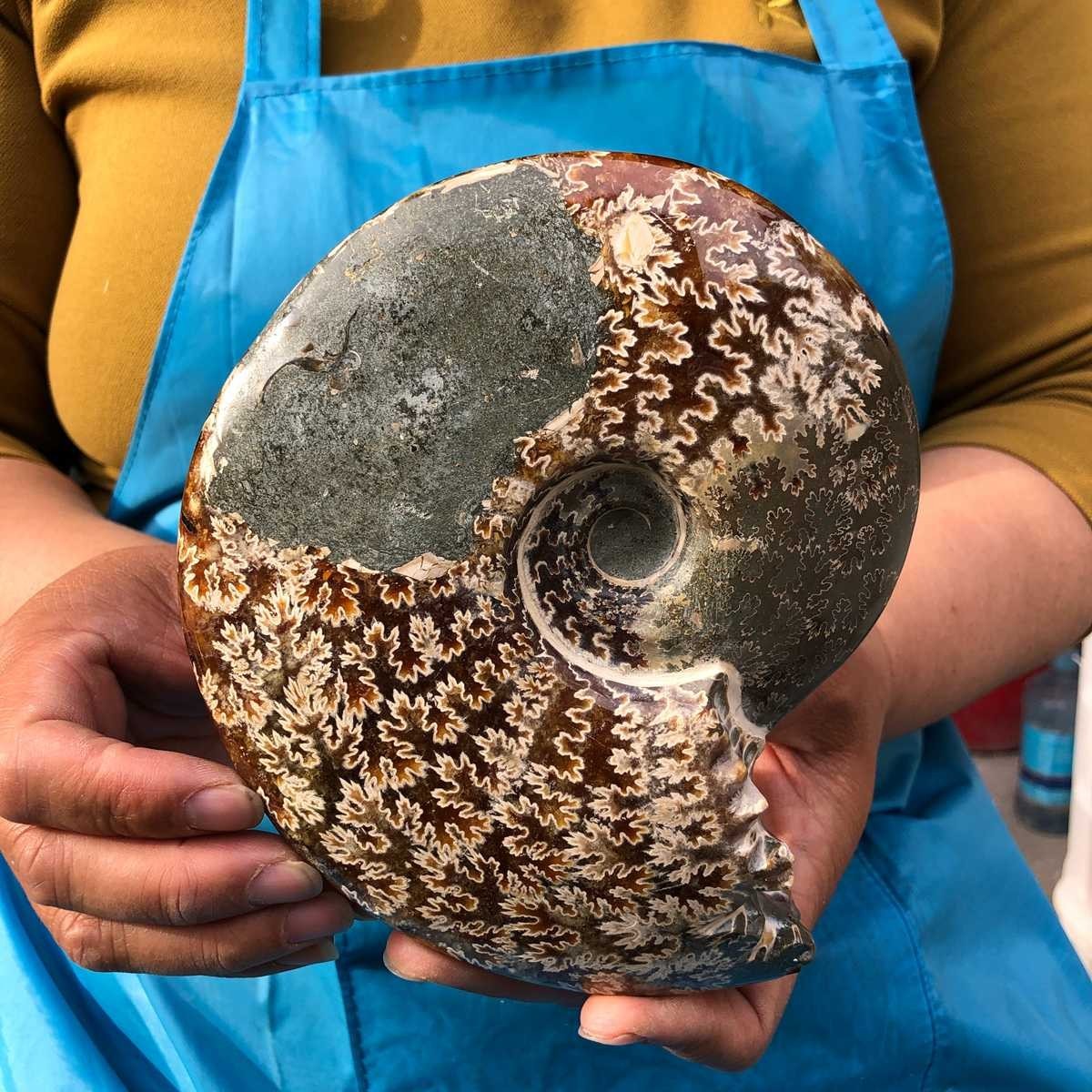 3.89LB 2pcs Natural Horn Screw Fossil Ammonite Conch Crystal Specimen Healing