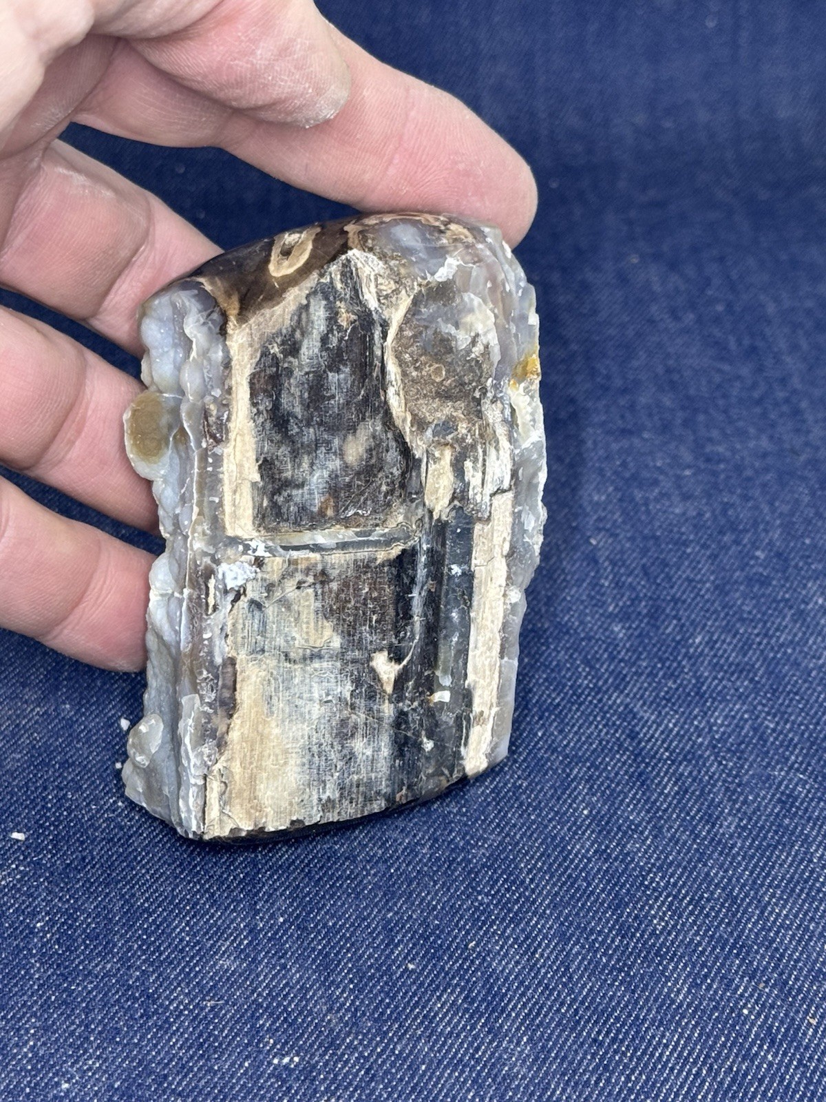 Blue Forest Petrified Wood Display Piece ( Wyoming)