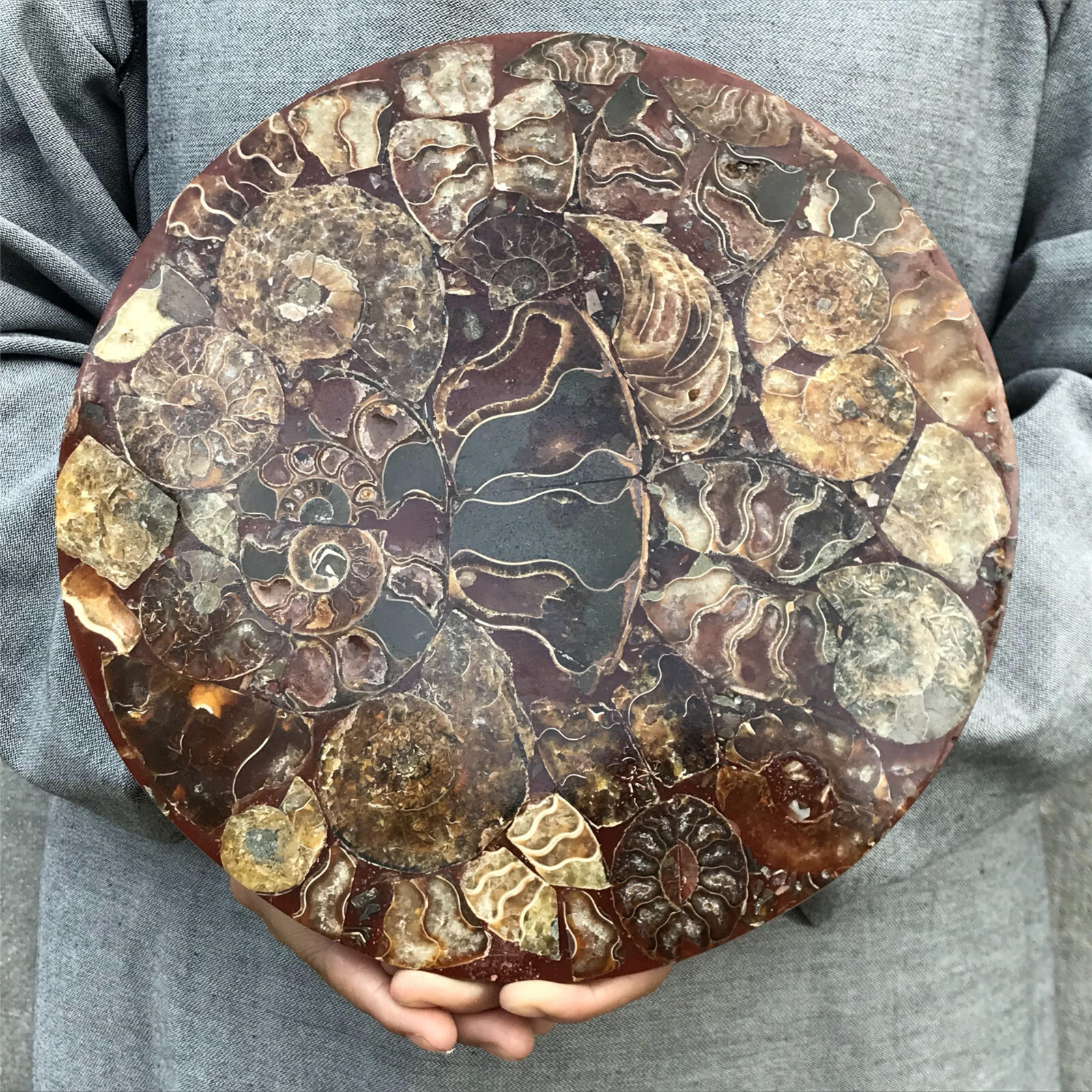 710g Natural Ammonite Disk Fossil Conch Specimen Crystal Healing Reiki