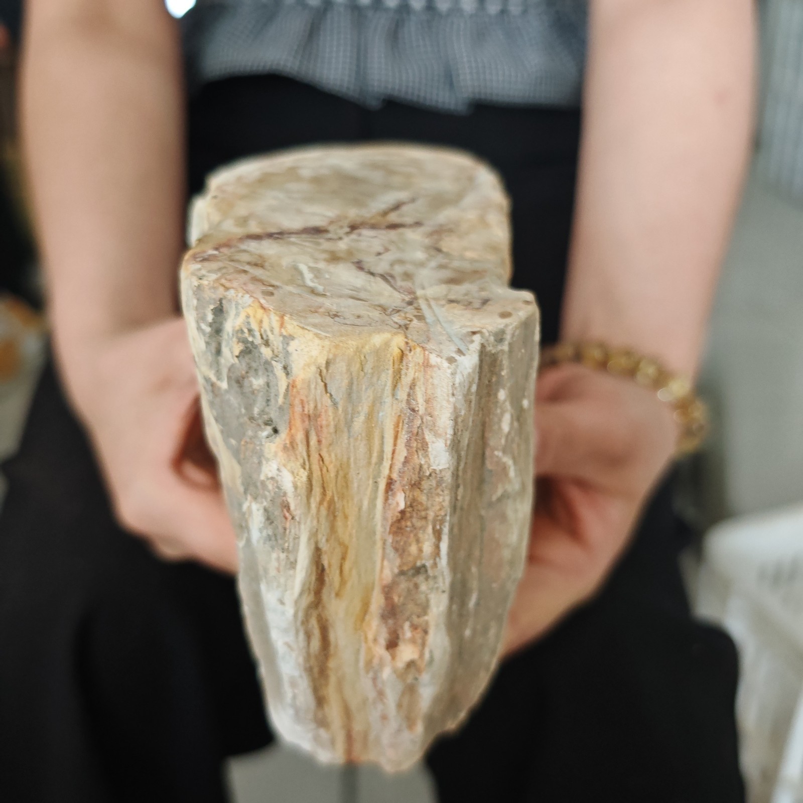 4.84LB Natural crystal Petrified Wood Segment Decoration healing gift