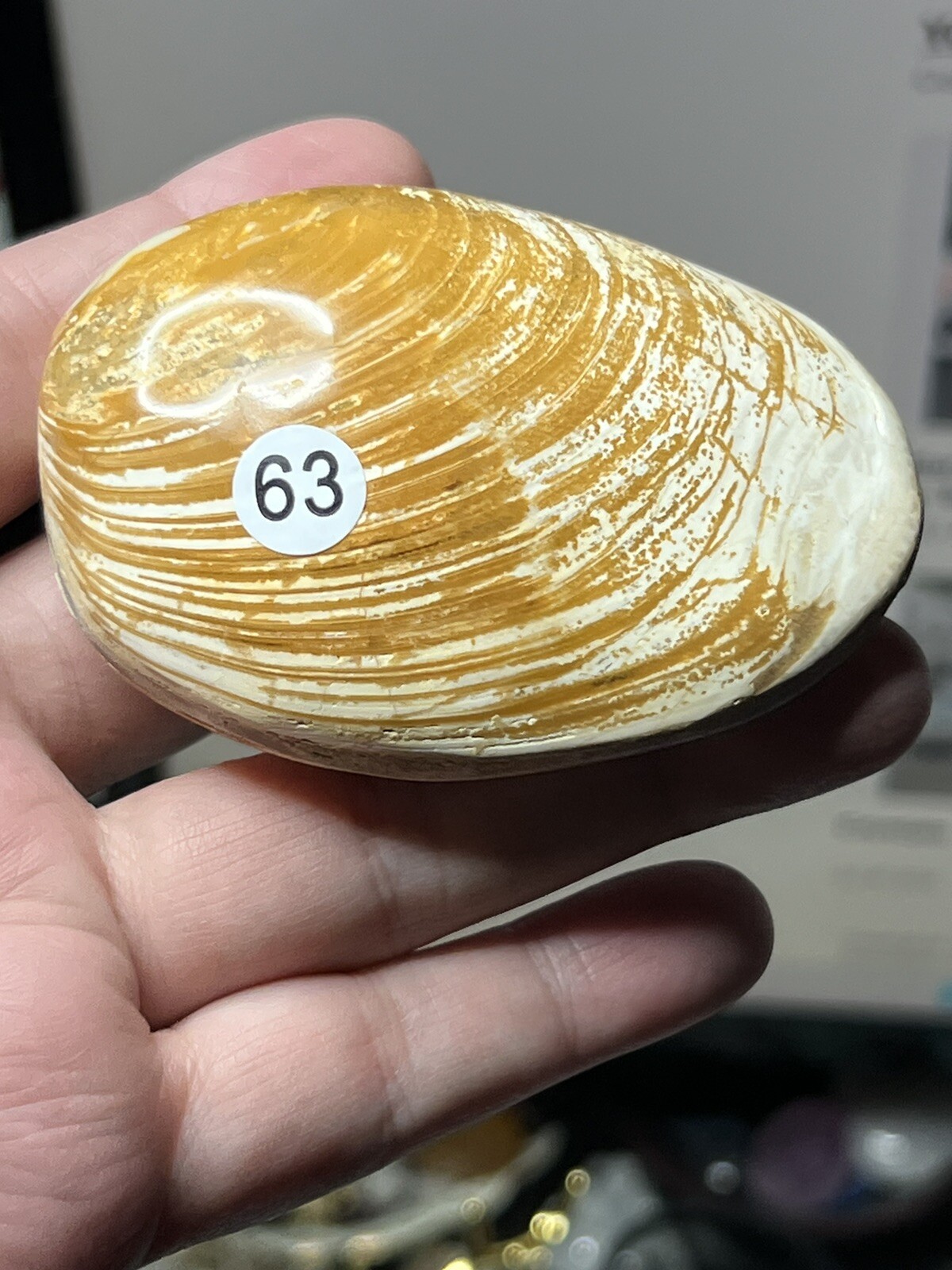 Natural Fossilized Polished Clam Shells from Madagascar Free ship & Gift