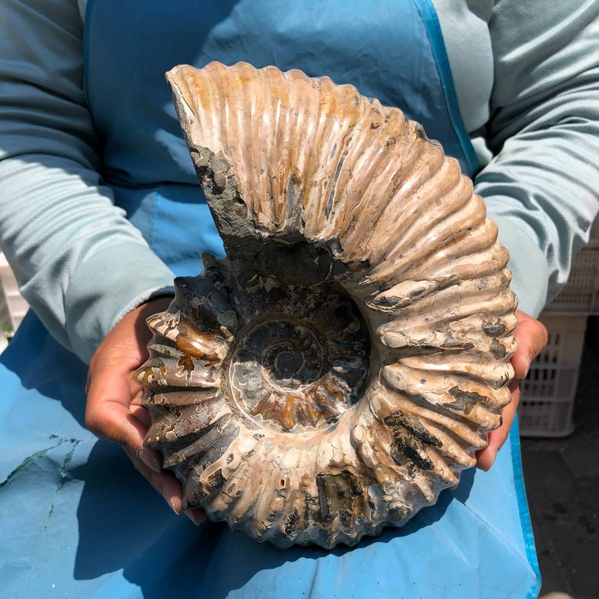 10.45LB Natural ammonite fossil conch Crystal specimen healing decor