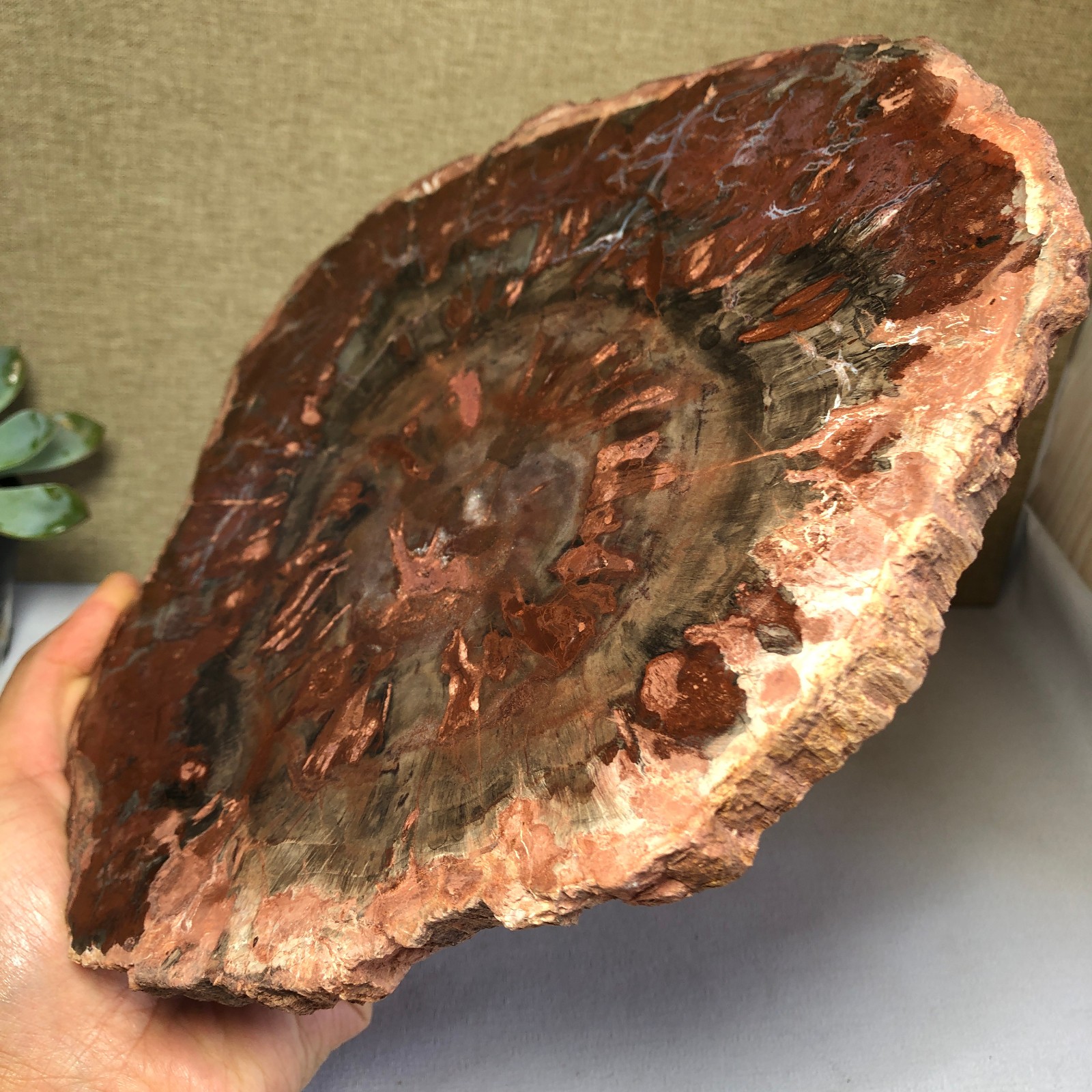 1.58kg natural Beautiful Petrified Wood Crystal mineral Slice Specimens g7689