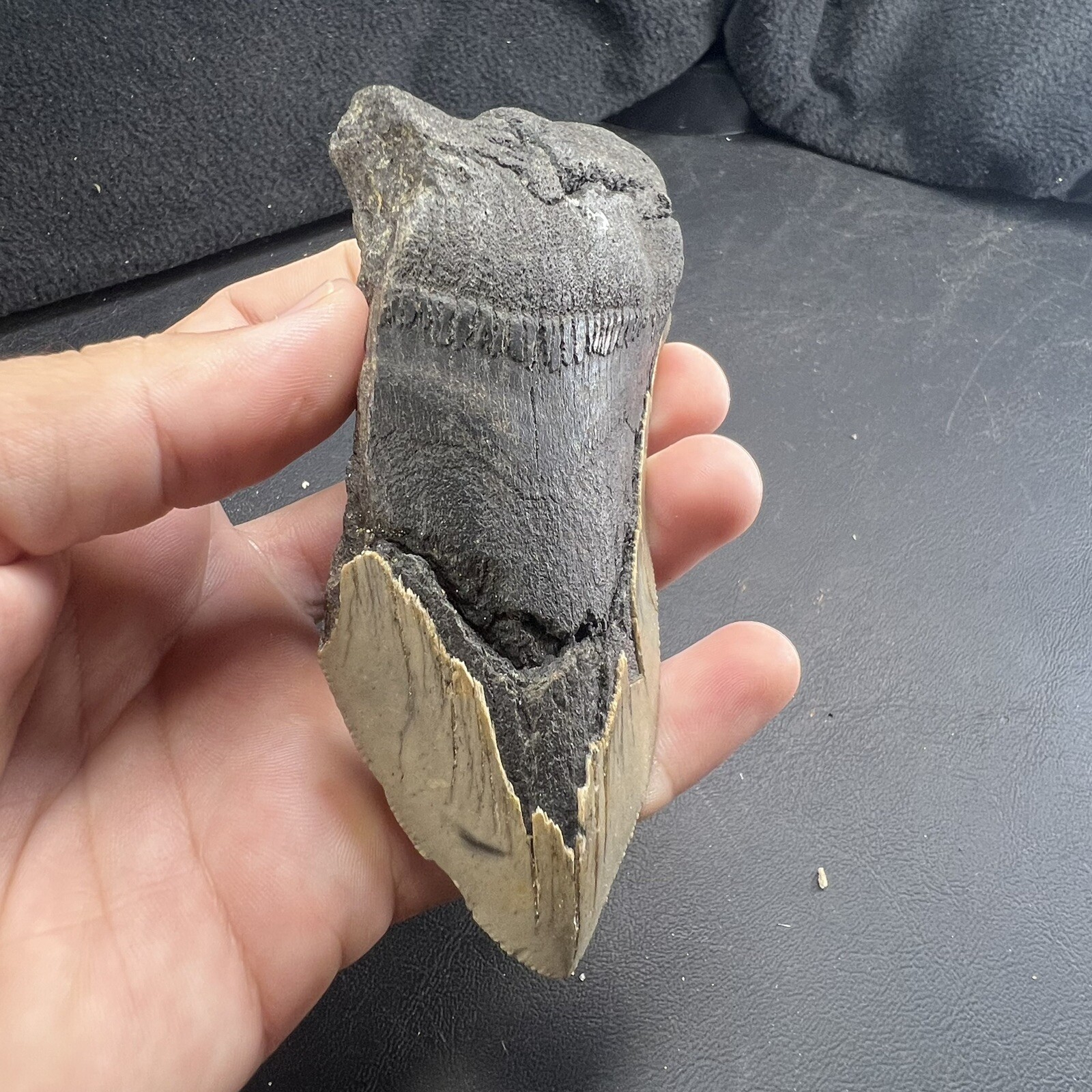 Megalodon Shark Tooth Fossil  North Carolina Coast Megaladon Megladon Meglodon