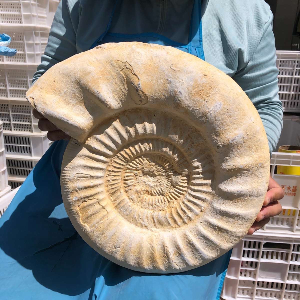 22.5LB Large Natural Beautiful Ammonite Fossil Conch Crystal Specimen Healing