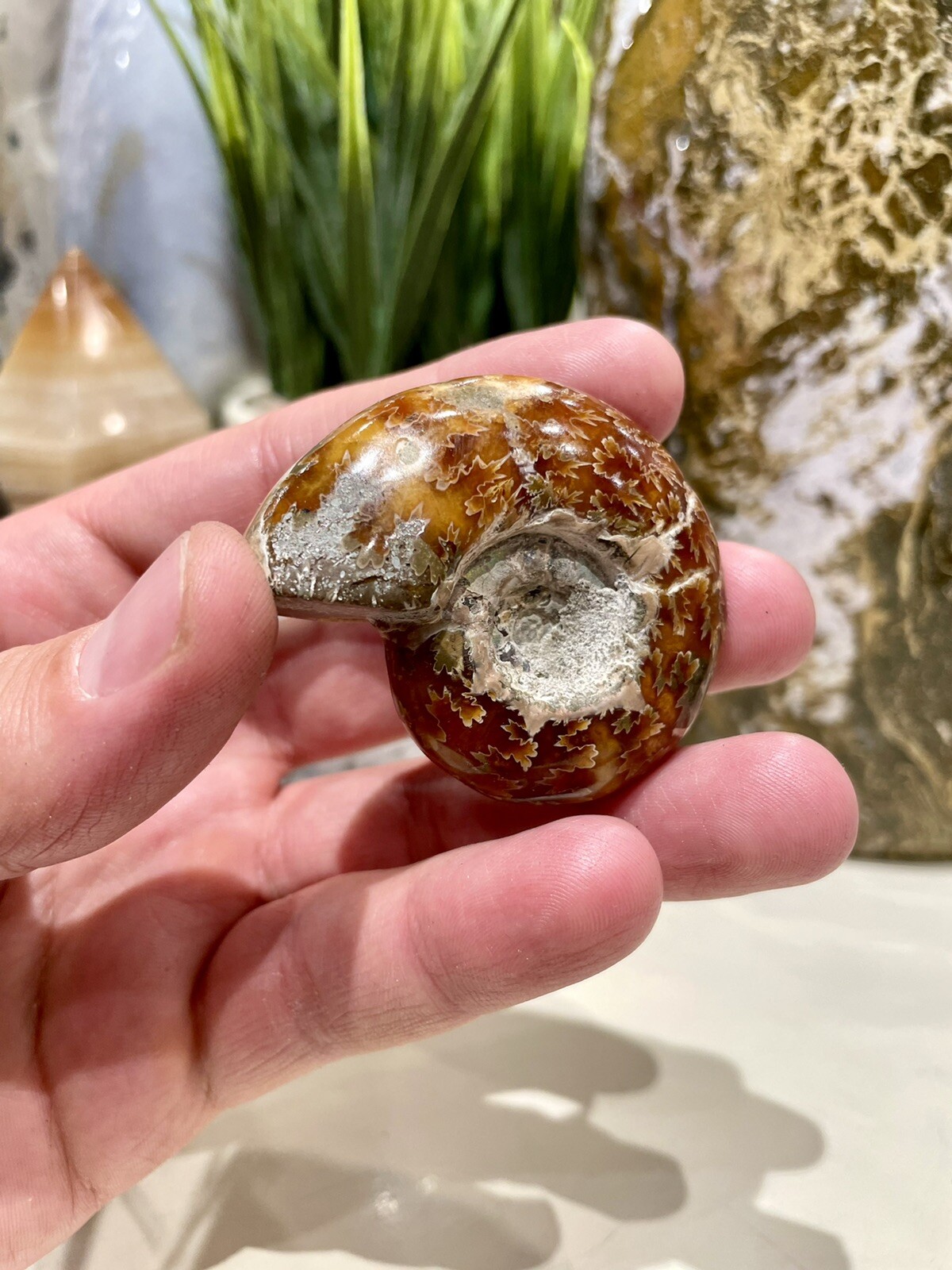 Ammonite Fossil Conch Specimen 2” Crystal Healing Yoga Reiki Rock ZENDA
