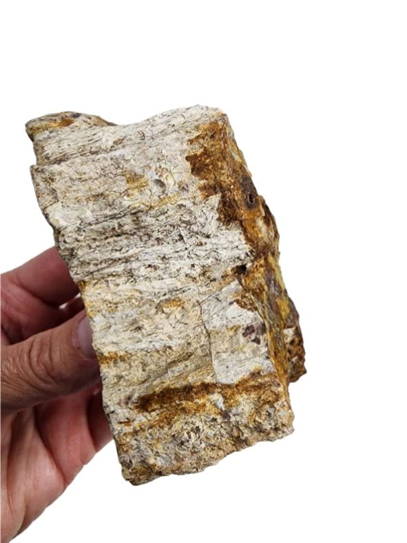Grassy Mountain Petrified Wood Faced Specimen 184.1 grams.