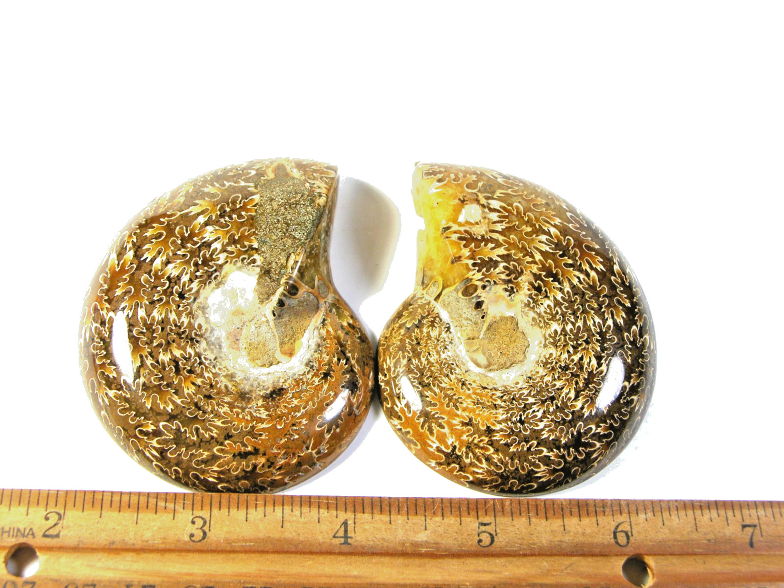 Ammonite fossil polished 3×2″ + showing suture lines Madagascar ms72