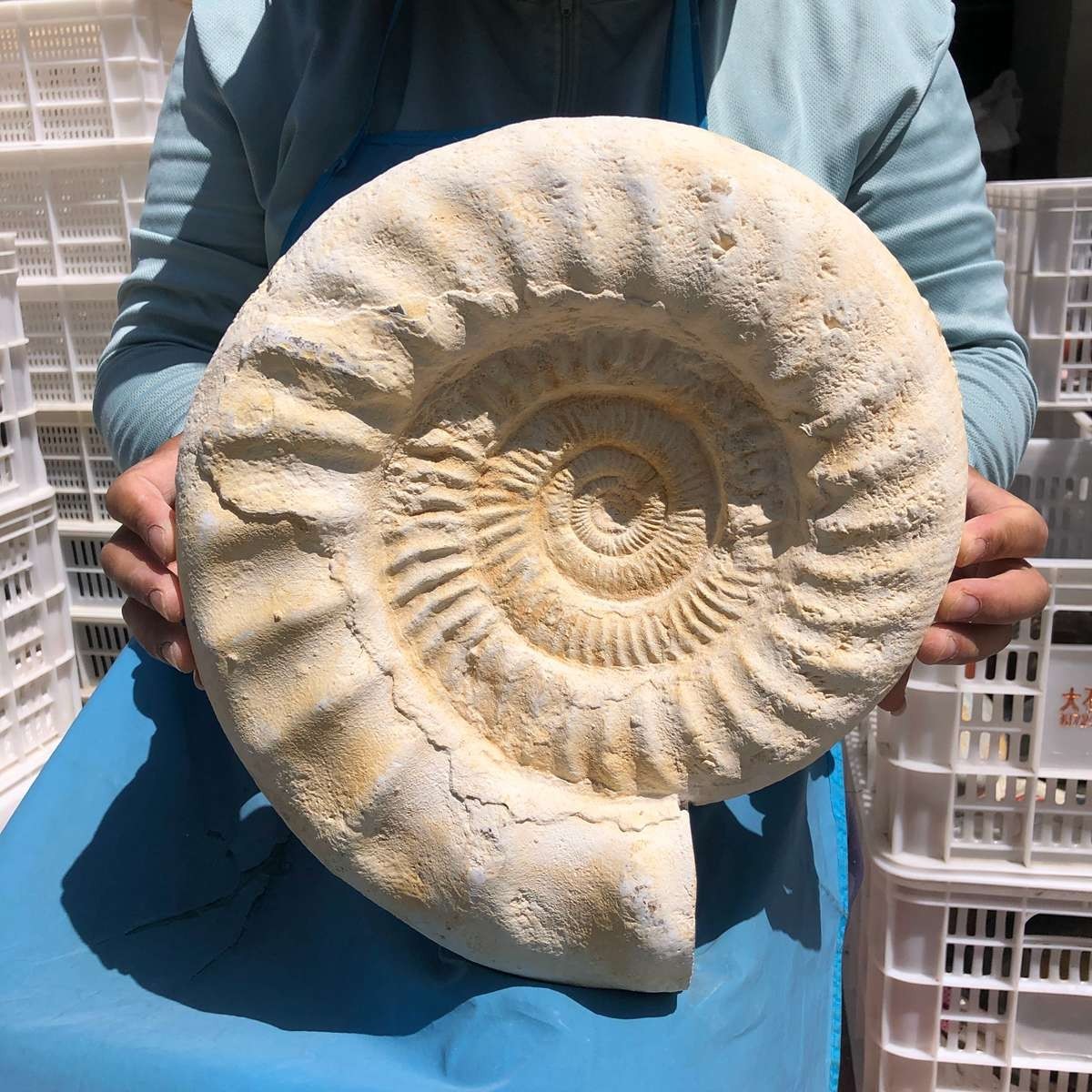 17.31LB Large Natural Beautiful Ammonite Fossil Conch Crystal Specimen Healing