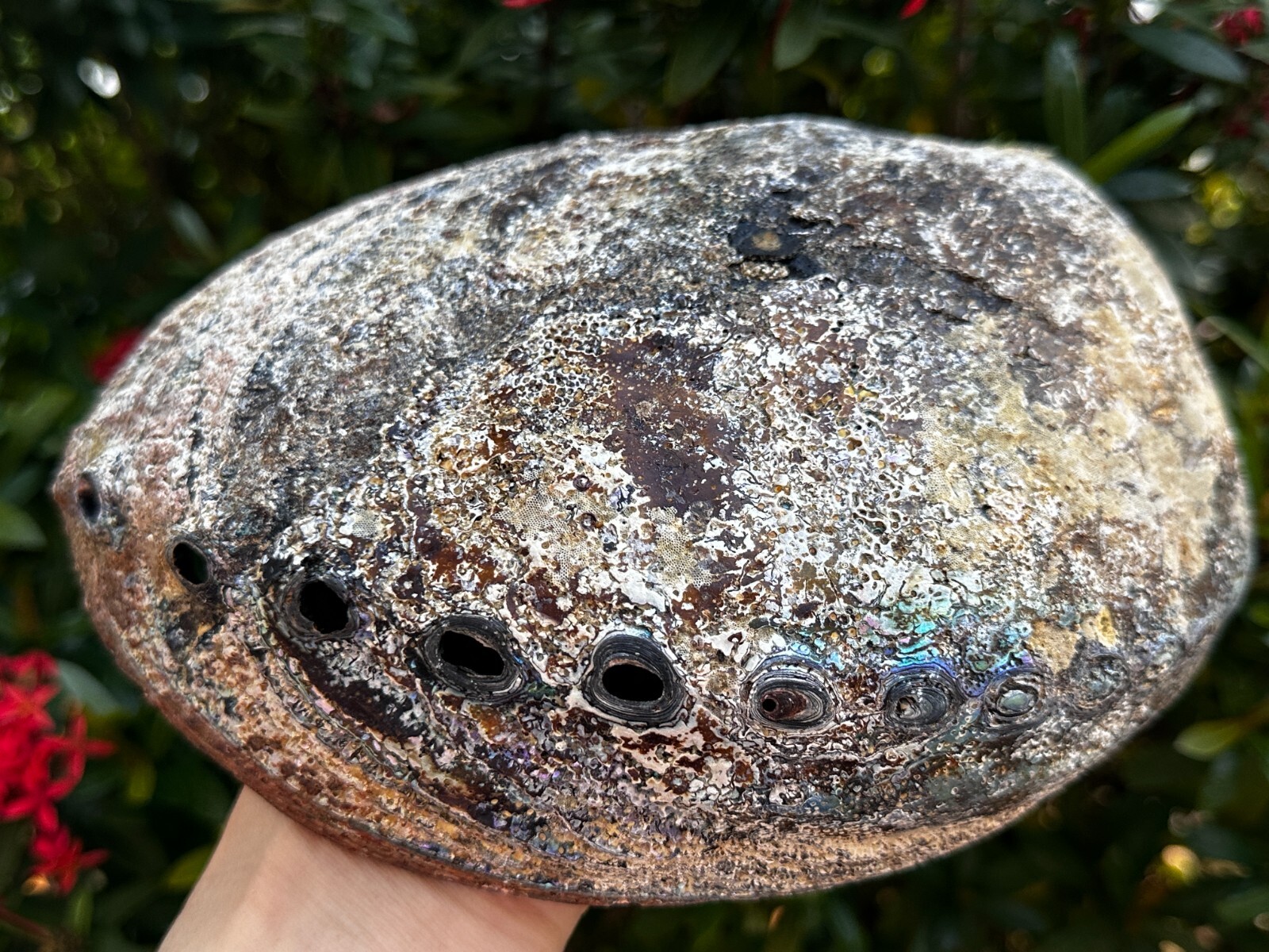 Jumbo Abalone Shell 7-8″, Huge Seashell Incense Burner, Smudge Bowl, Bulk Lot