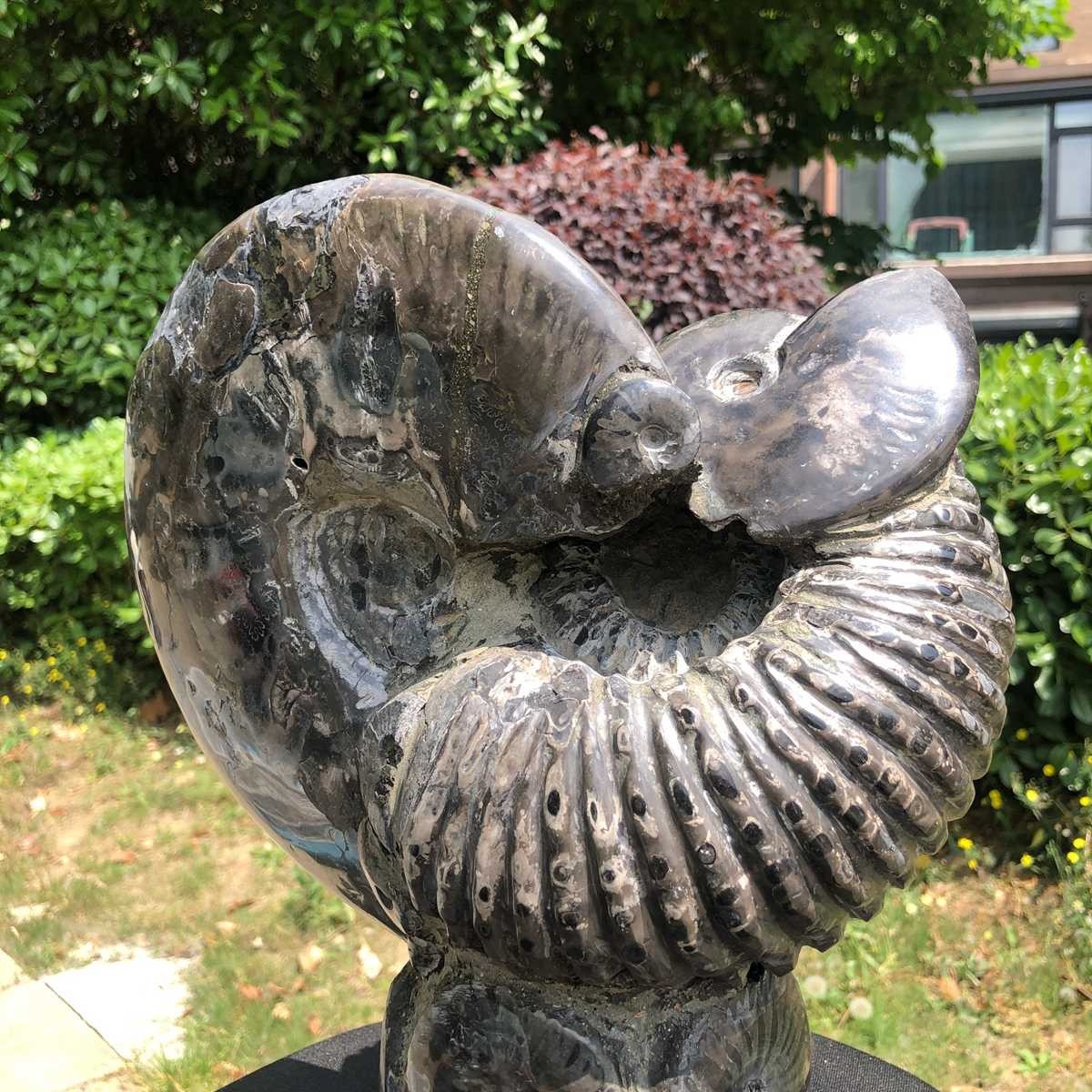 15.24LB Natural Beautiful Ammonite Fossil Conch Crystal Specimen Healing 5122