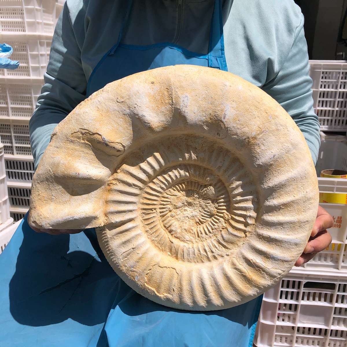22.5LB Large Natural Beautiful Ammonite Fossil Conch Crystal Specimen Healing