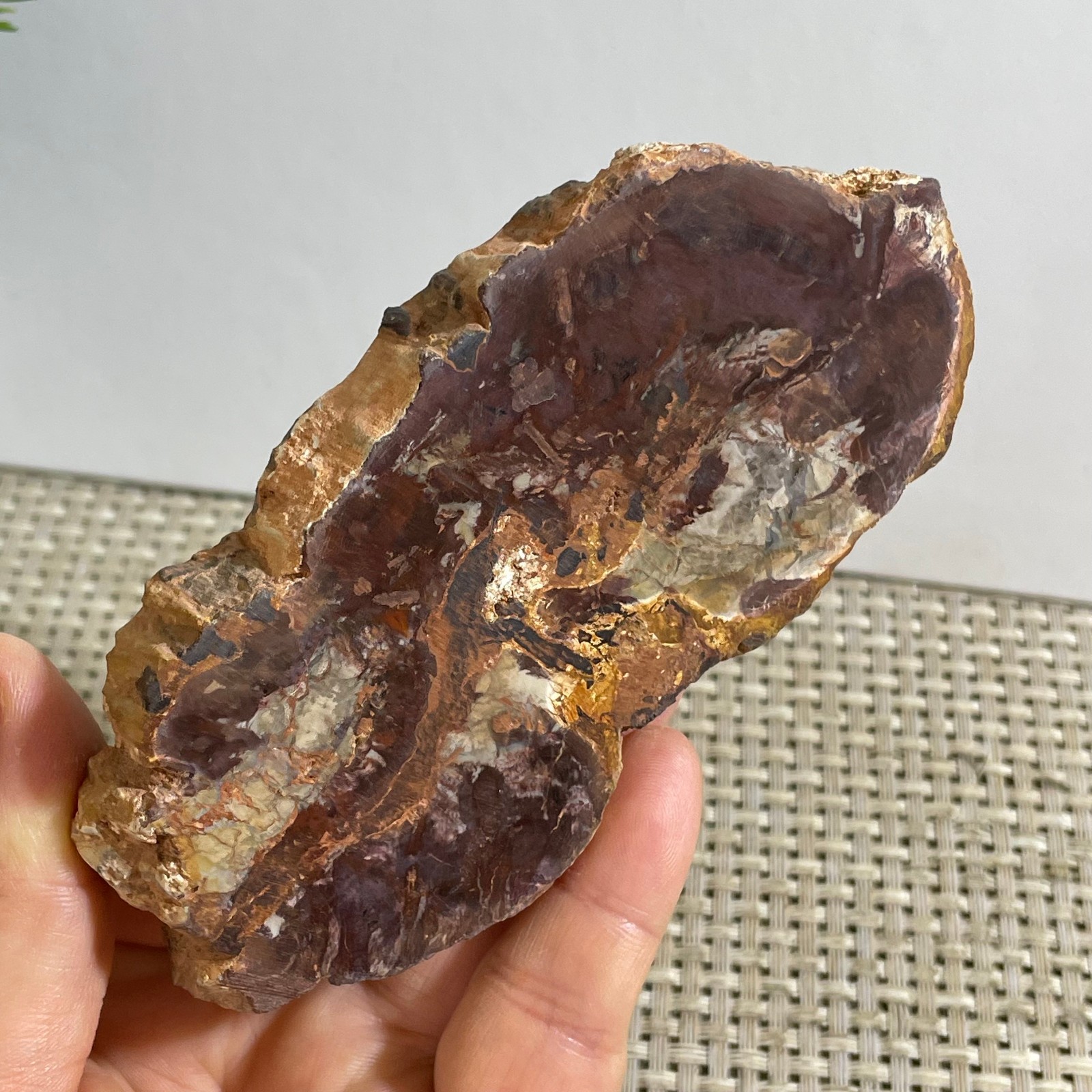Natural Polished Petrified Wood Crystal Slice Madagascar 175g